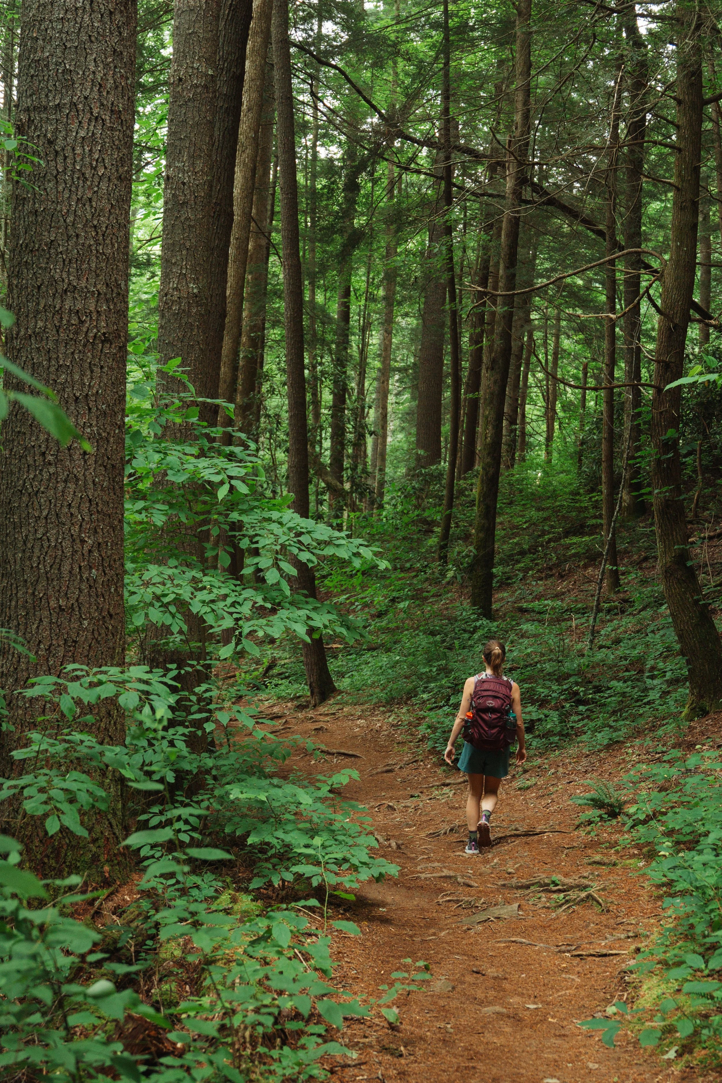 A person hiking on a dirt trail through a lush green forest with tall trees and dense foliage.