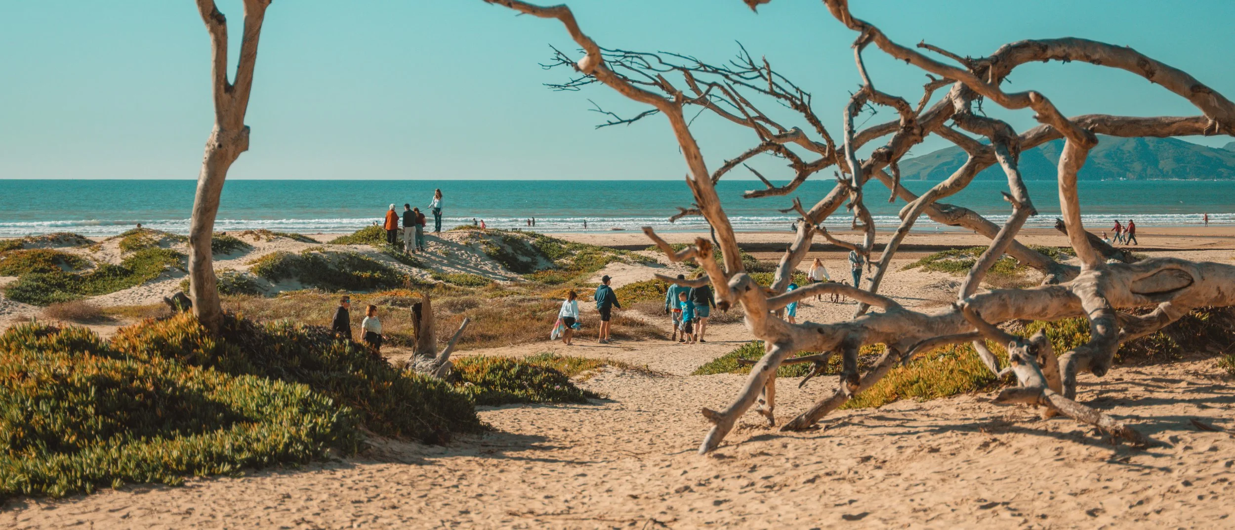 Beach scene with groups of people walking and standing near the shoreline, sandy dunes with green vegetation, a leafless tree in the foreground, blue sky, and mountains in the distance.