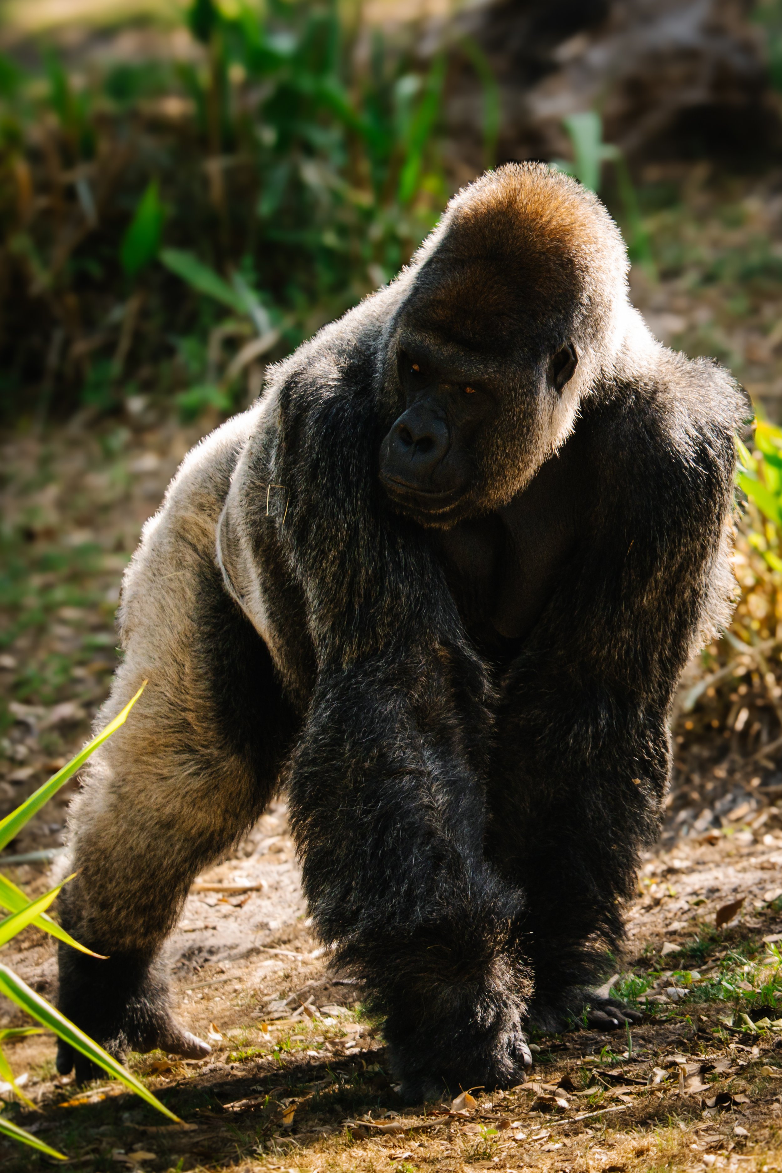 A large gorilla standing outdoors among green plants and dirt.