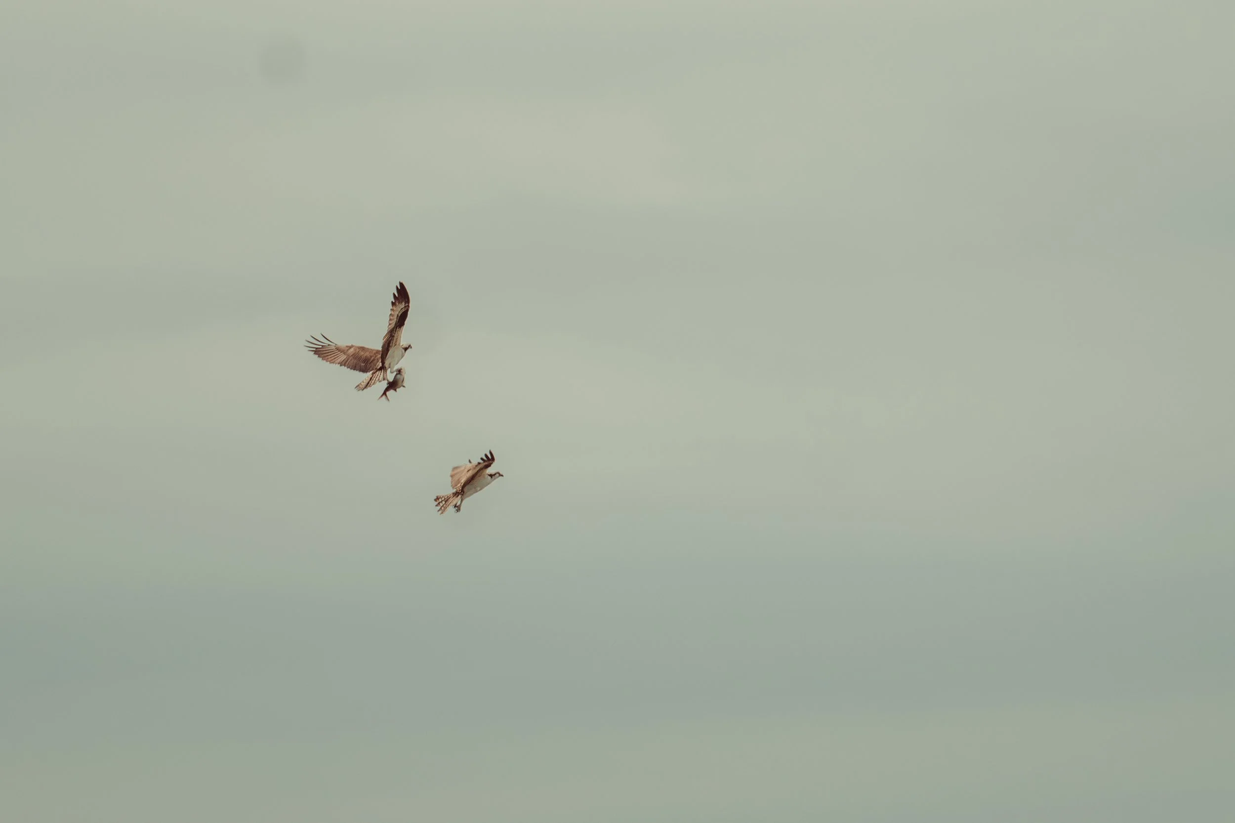 Two hawks flying in the sky with cloudy weather.
