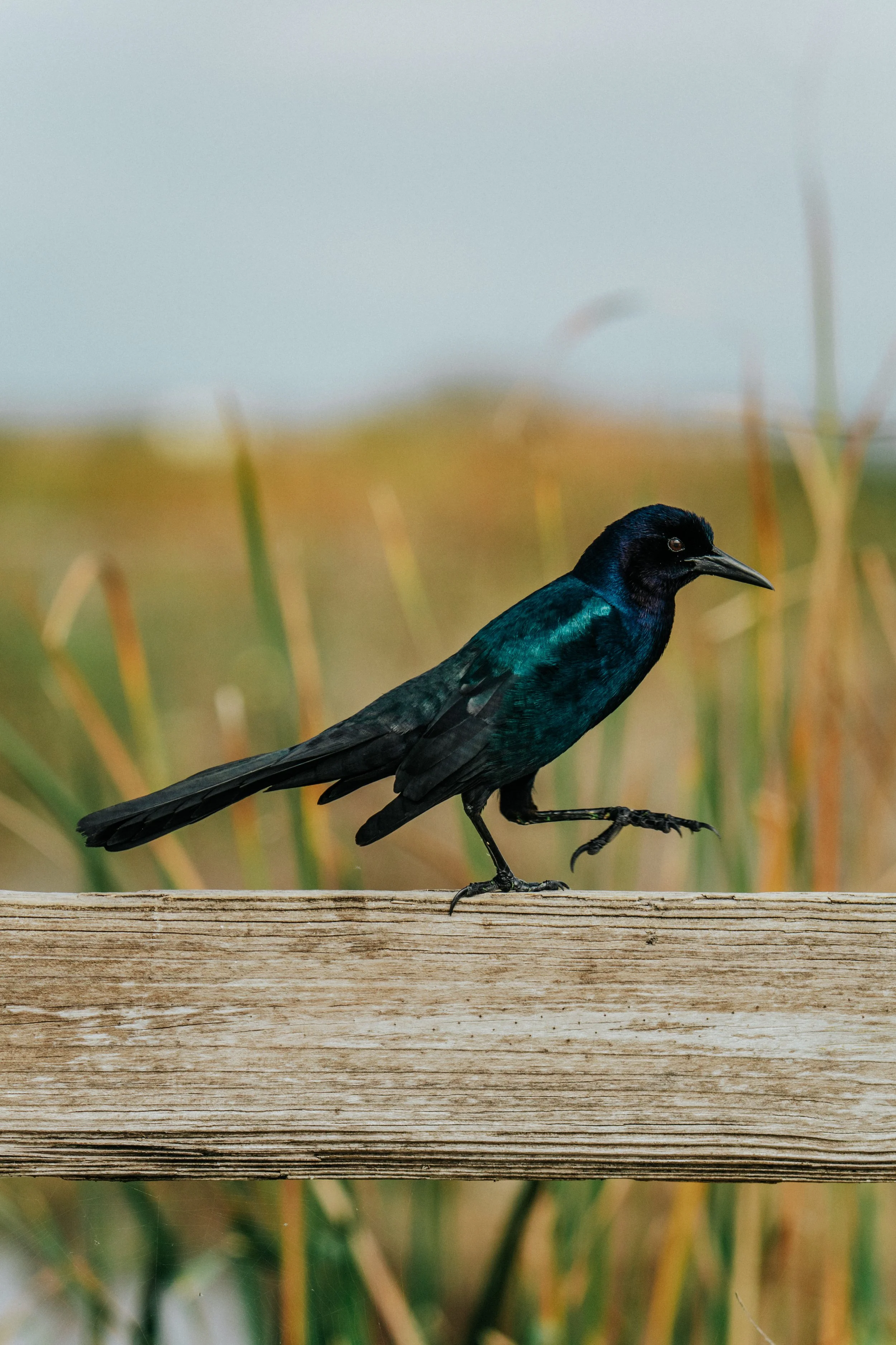 A black bird with iridescent greenish-blue feathers perched on a wooden railing with blurred reeds in the background.