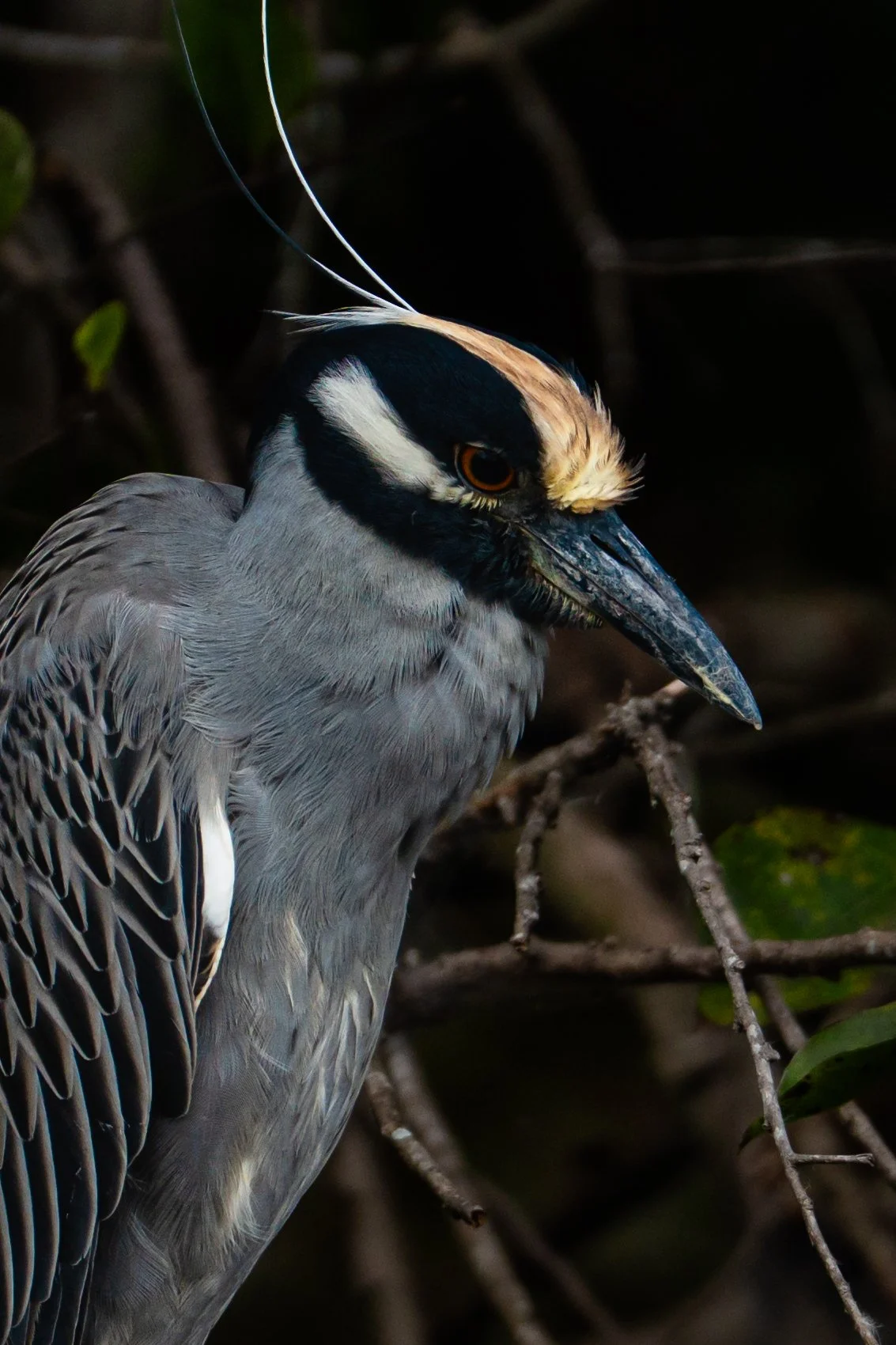 A close-up of a Grey Hornbill perched on a branch, with a distinctive large, curved beak and black-and-white markings on its head.