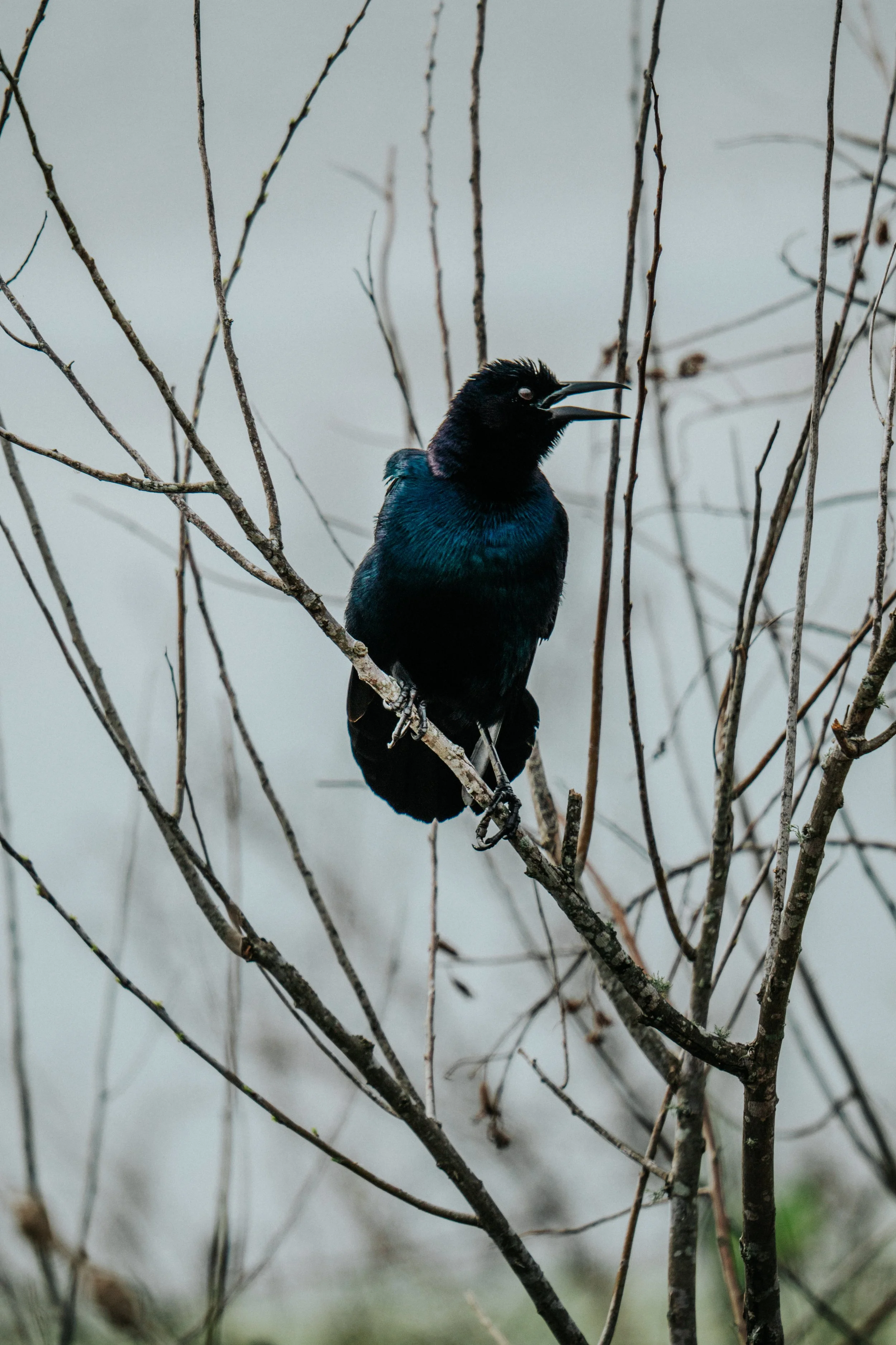 A black bird with iridescent blue highlights perched on a thin branch among leafless twigs, with its beak open.