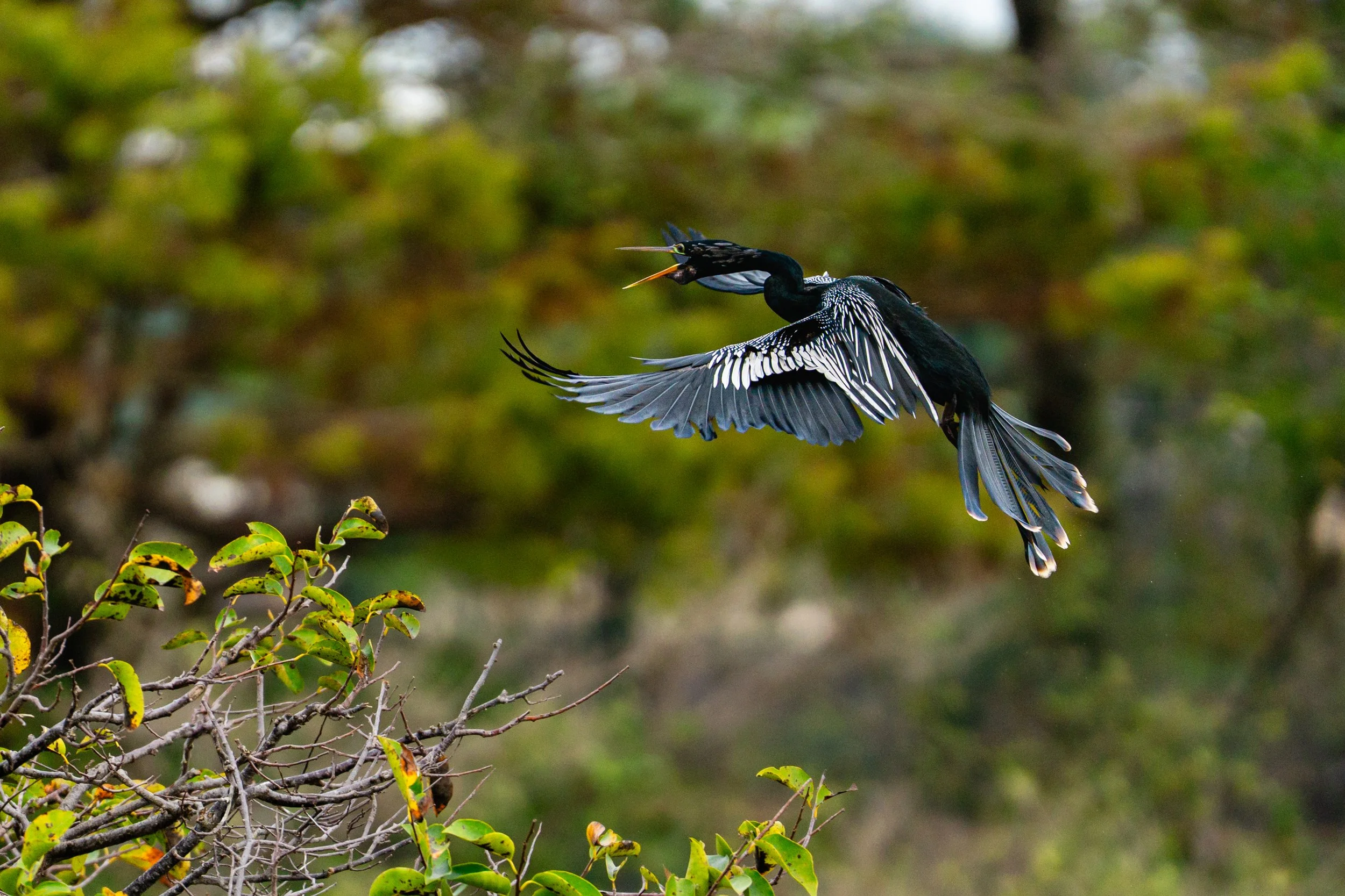 A bird in flight with its beak open, flying near a tree with green leaves, featuring black and white feathers.
