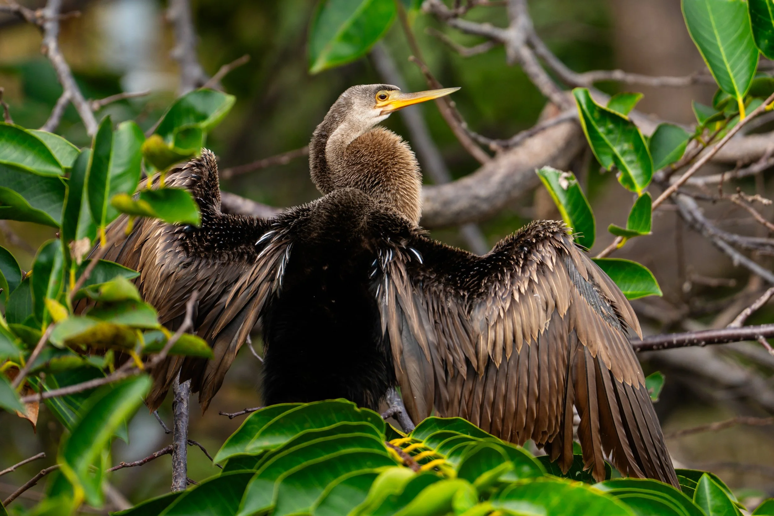 A young bird, possibly a pelican chick, sitting on the back of a large brown bird, likely a vulture, surrounded by green leafy branches.