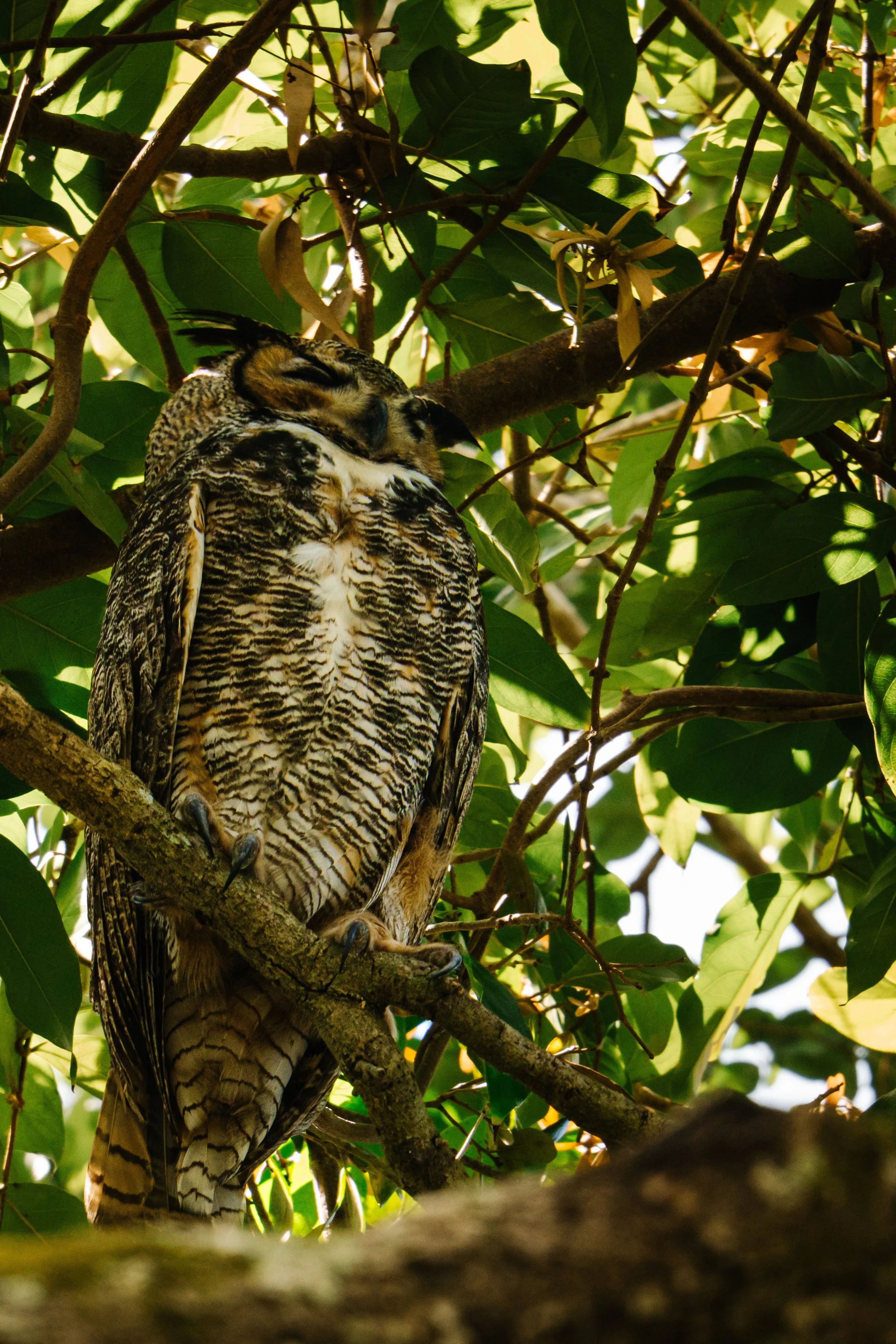 A great horned owl perched on a tree branch among green leaves, with its eyes closed.