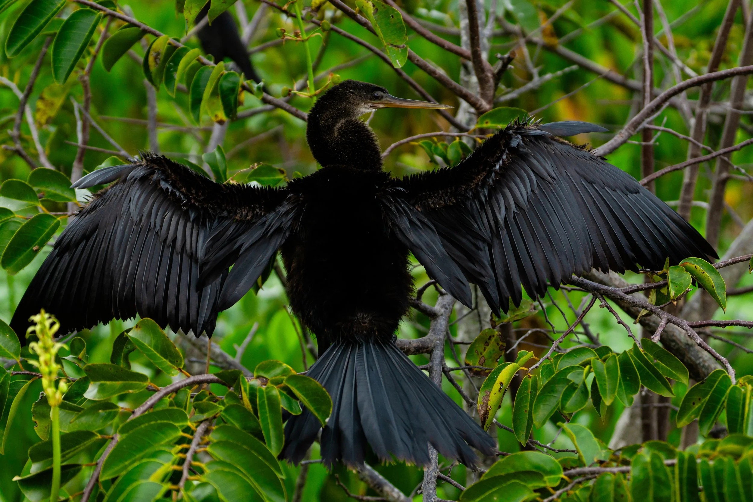A black bird with wings spread wide perched among green leaves and branches.