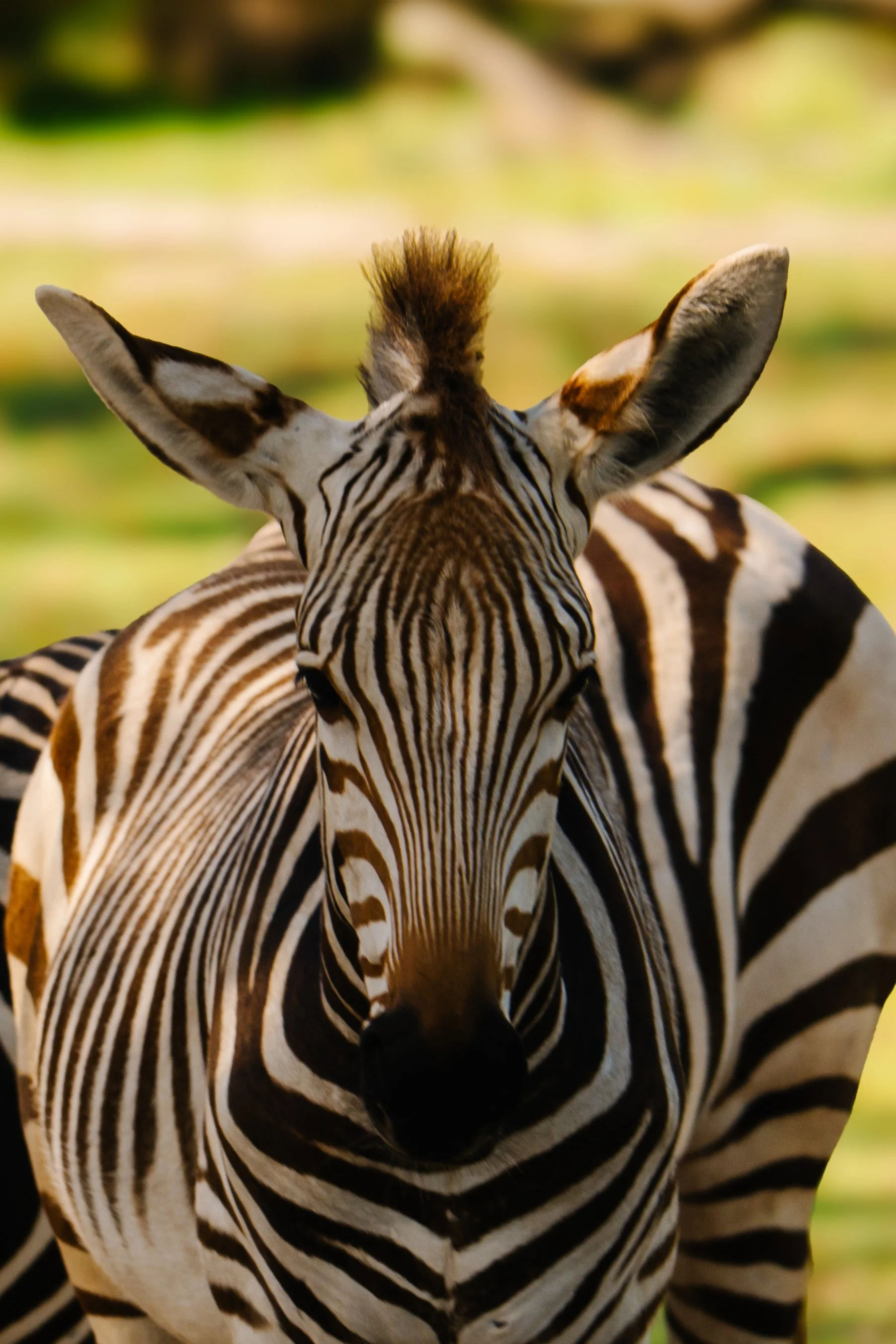 Close-up of a zebra facing forward with a blurred green background.