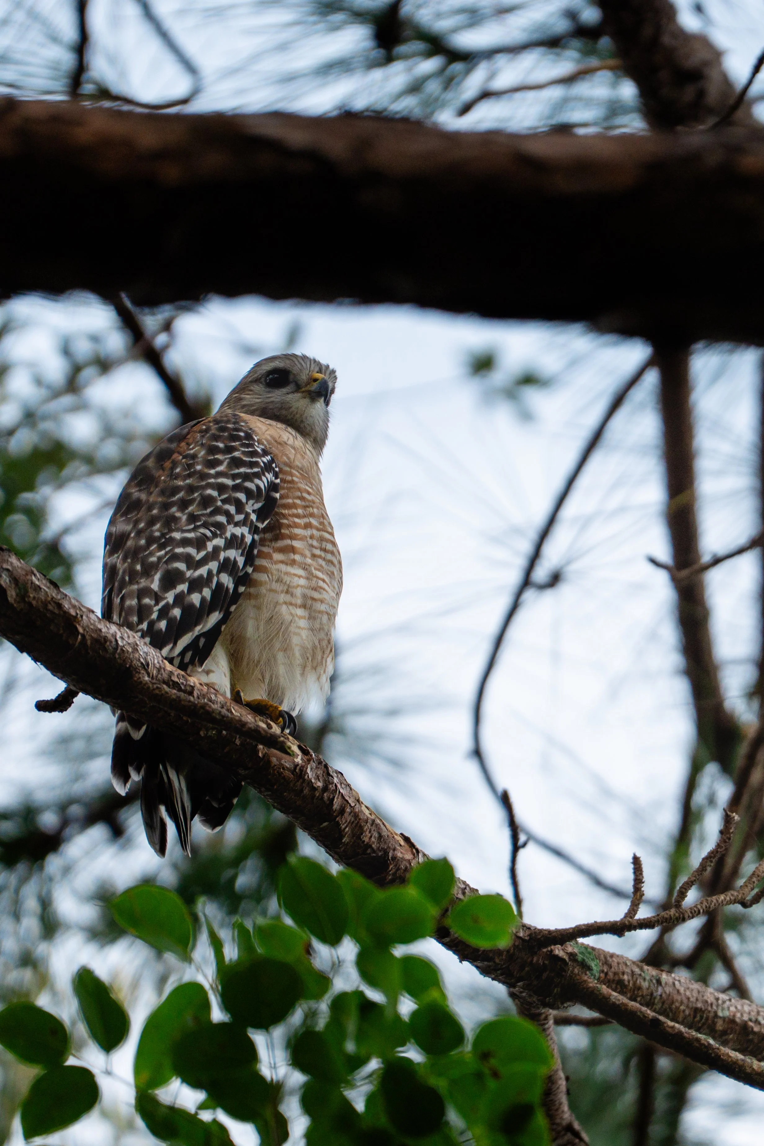 A hawk perched on a tree branch surrounded by foliage and branches.