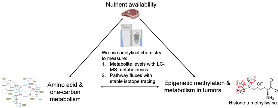 research-mcbride-lab