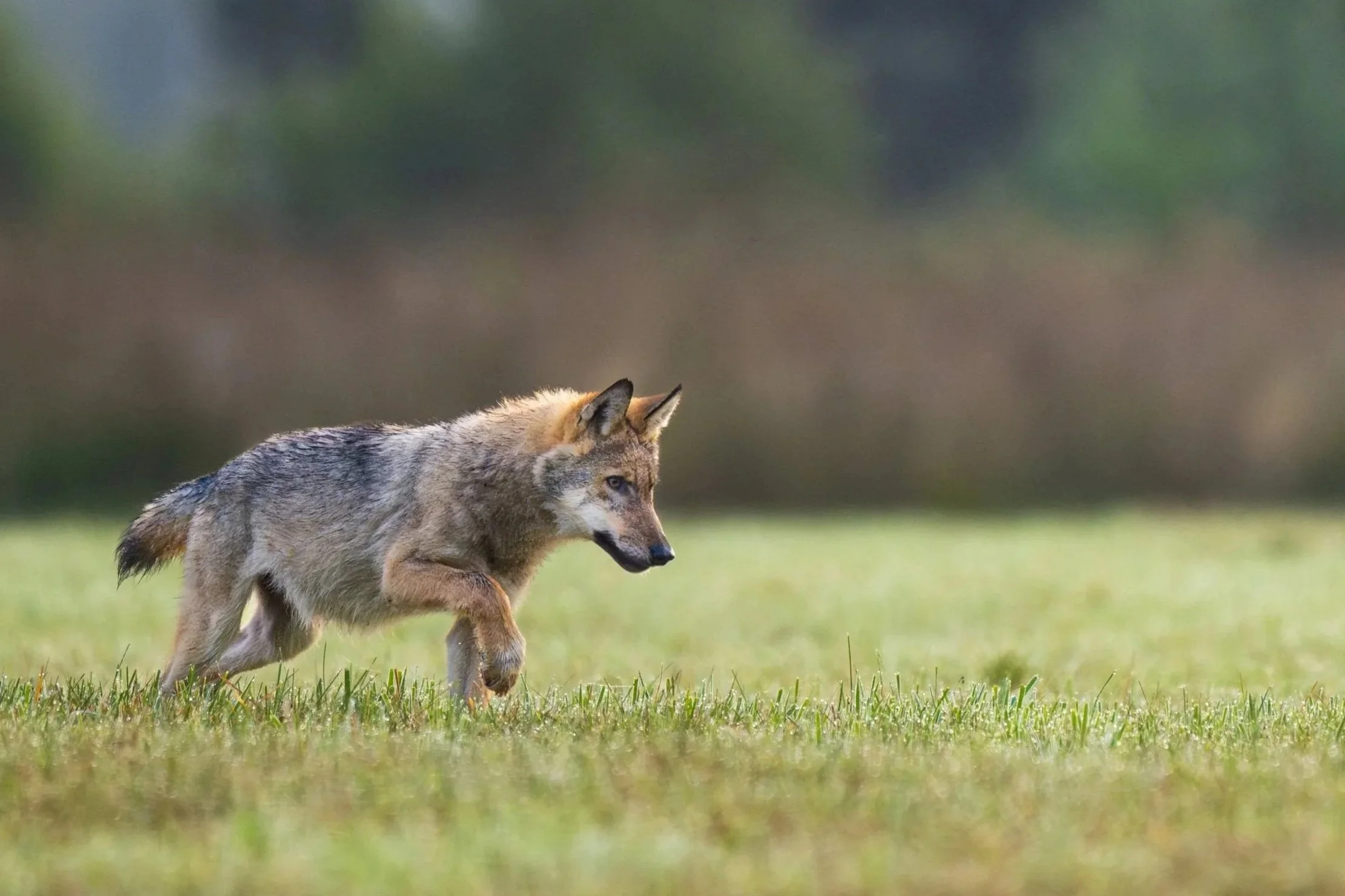 New Study Sheds Light on Wolf Attacks on Dogs Across Europe