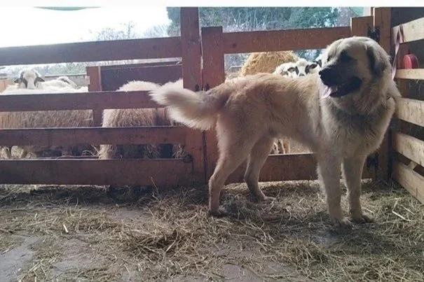 15 livestock guarding dogs have new owners in Slovenia