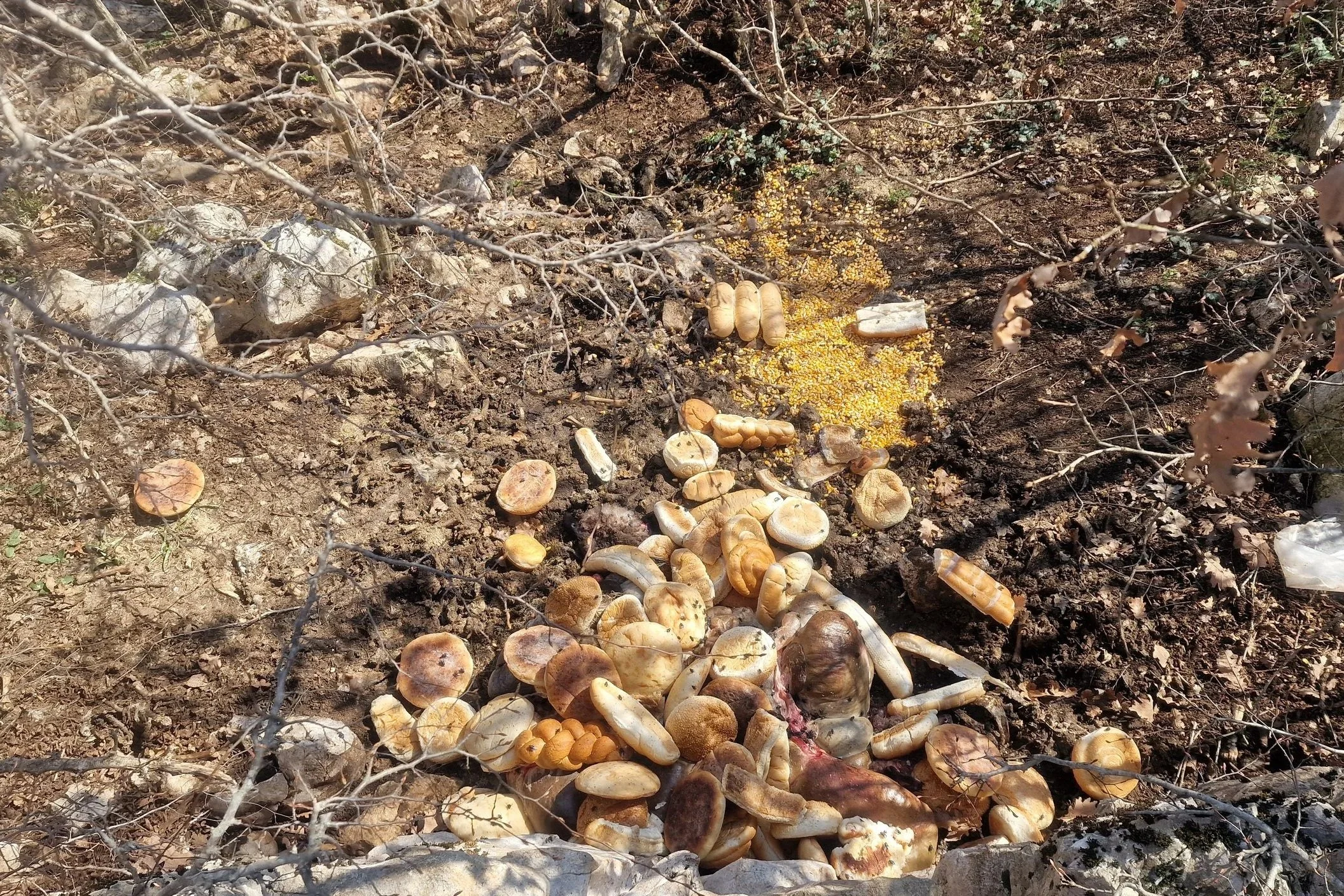 Understanding Diets Through Metabarcoding