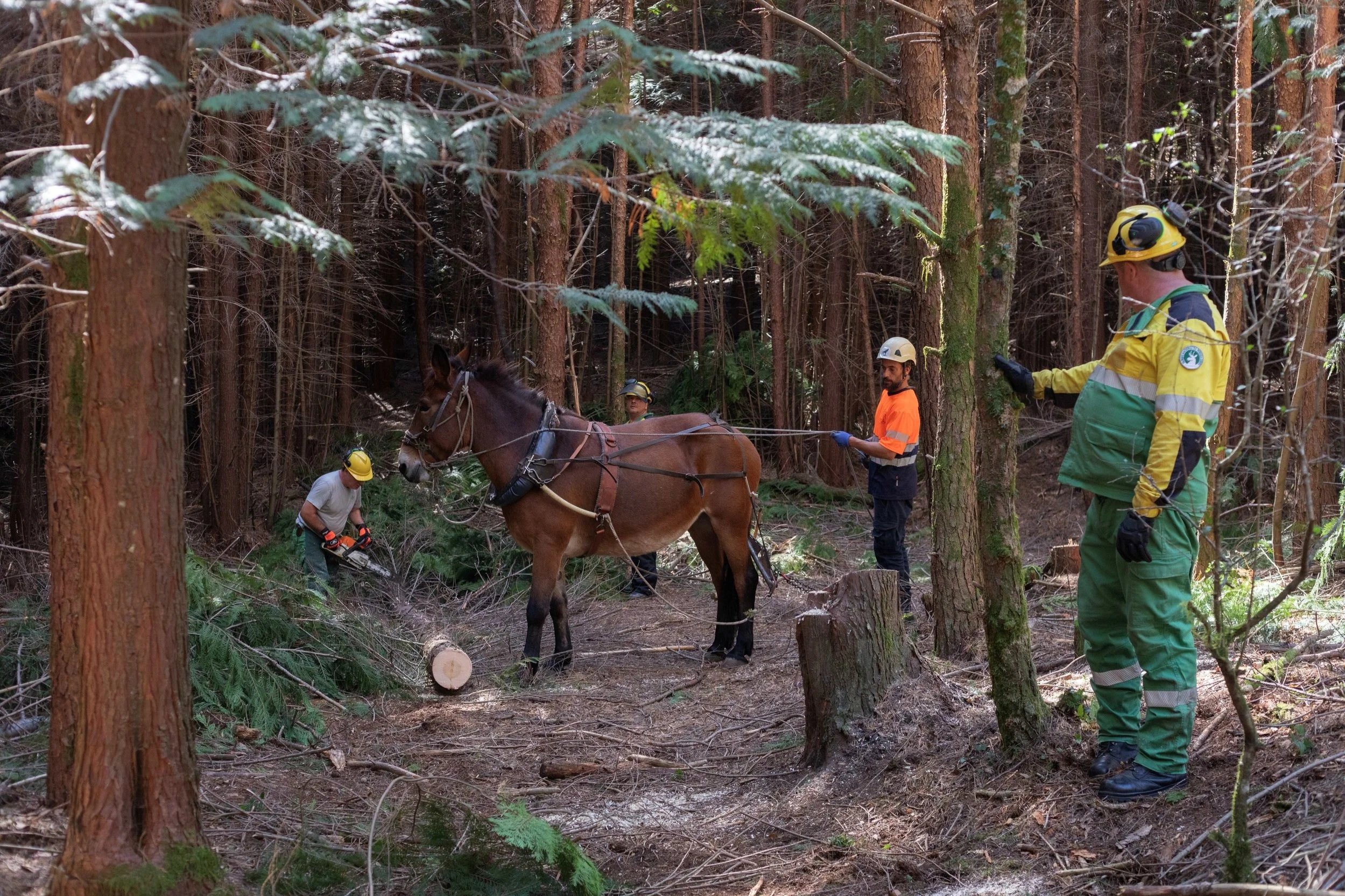 Pioneering intervention to restore the most important native forest in Portugal, in Peneda-Gerês National Park