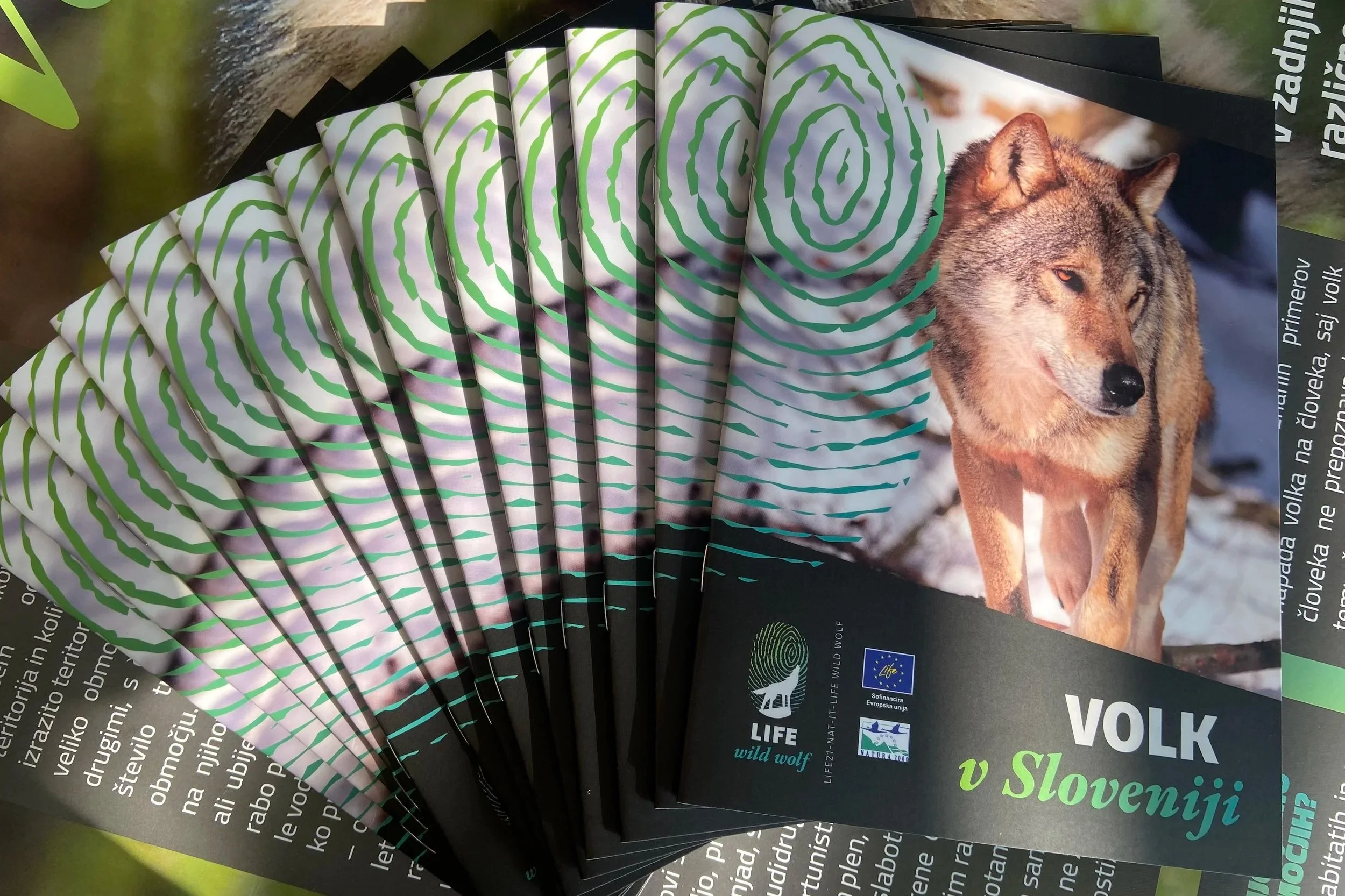 Discover Wolves in Slovenia: New Brochure and Educational Poster Now Available