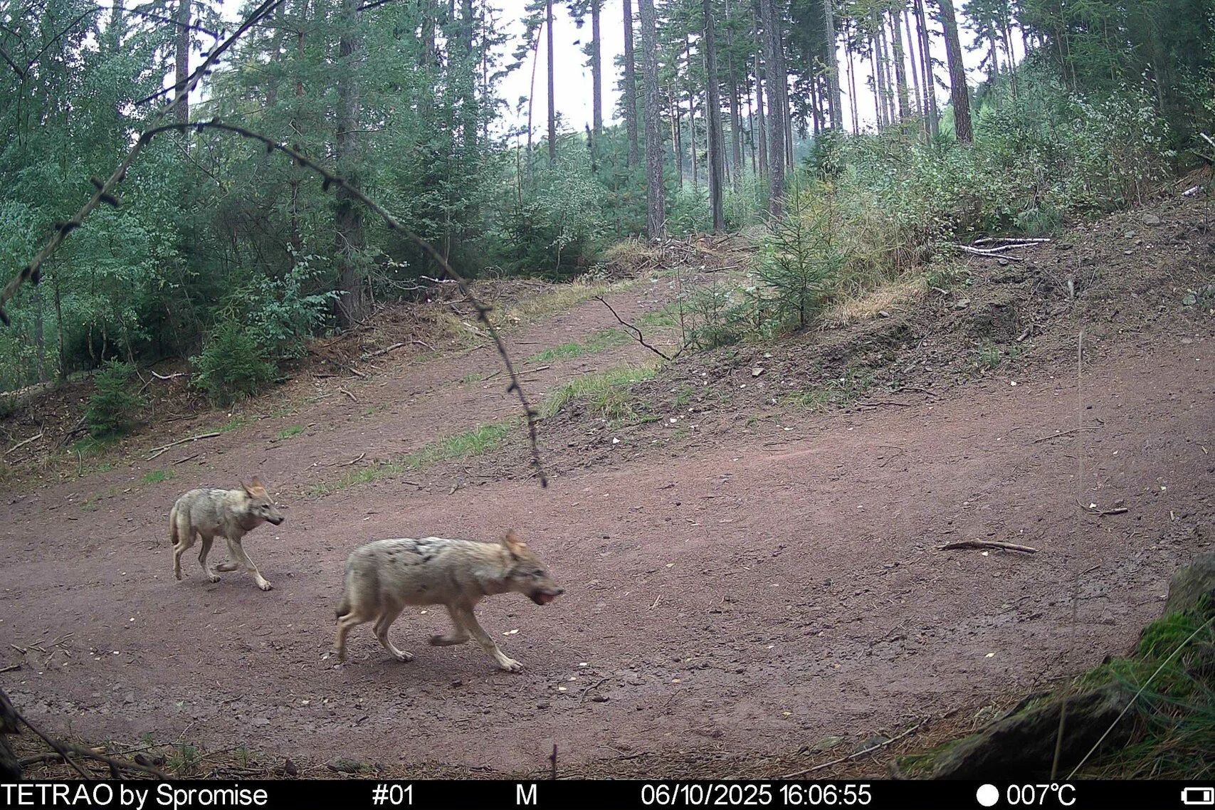 First Results from GPS-Collared Wolves in Northern Czechia Bring Encouraging News