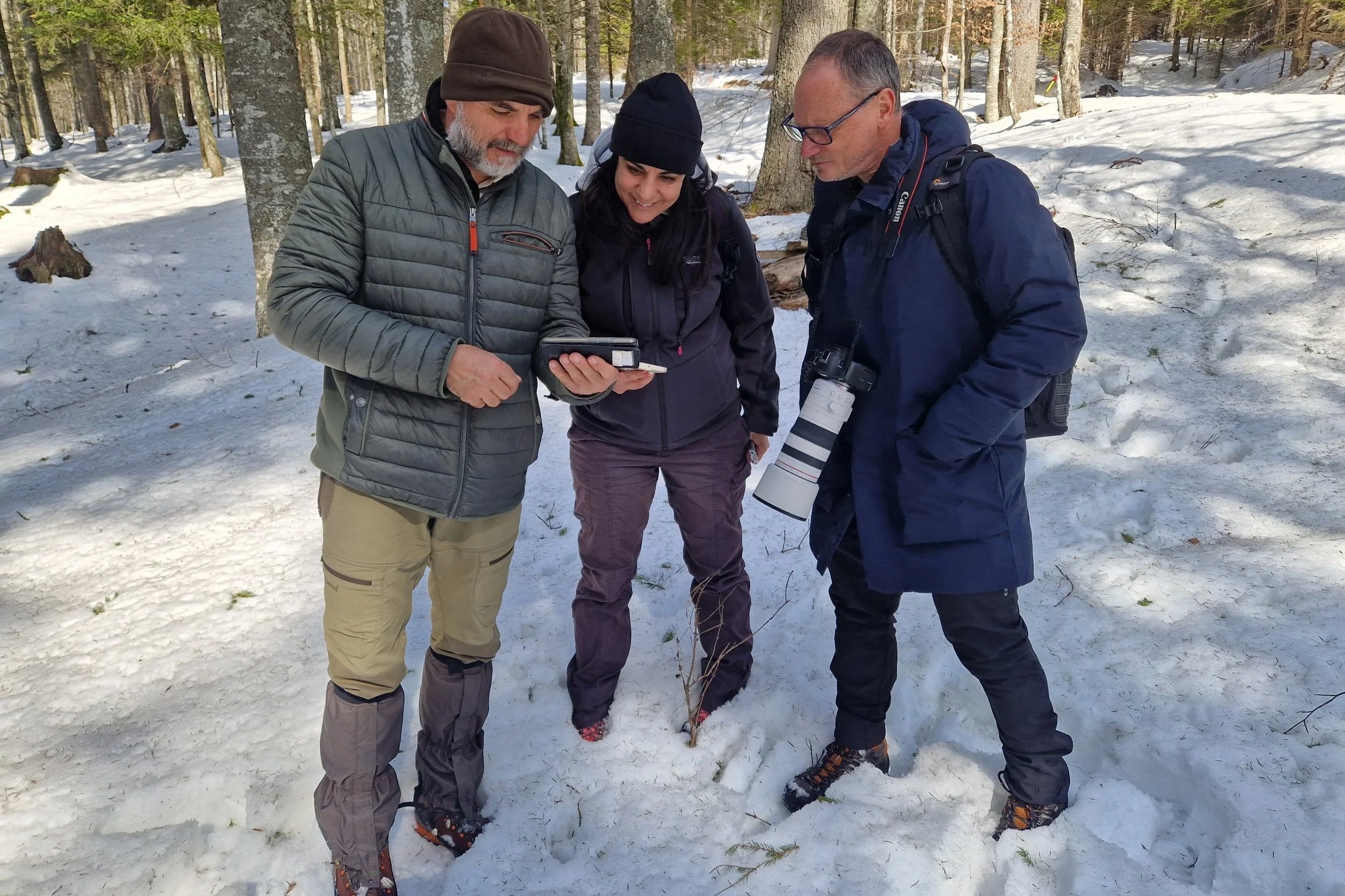 Return of Wolves to Pohorje Highlights the Importance of Coexistence and Public Awareness
