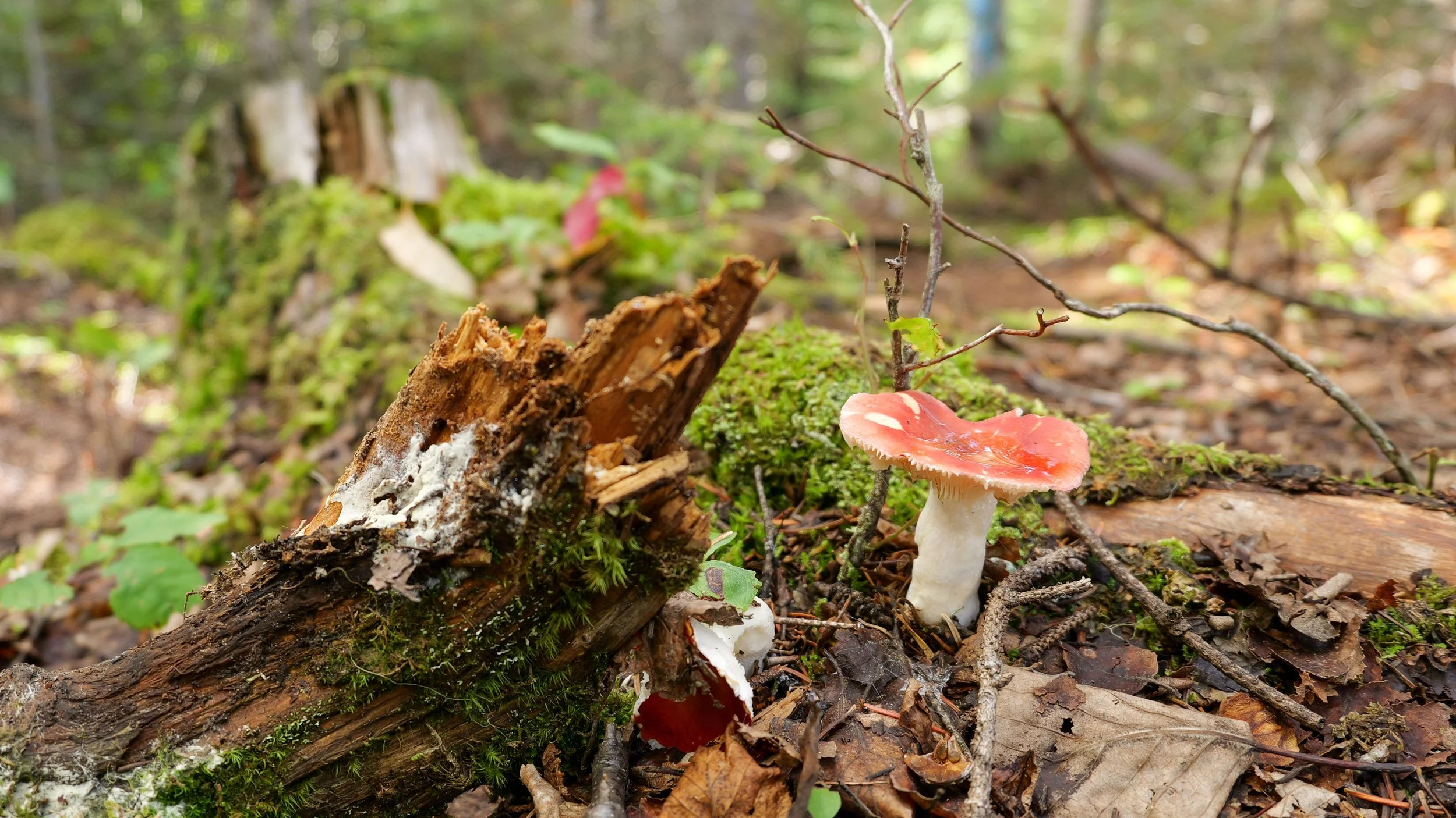 20240920-P1033880.jpg