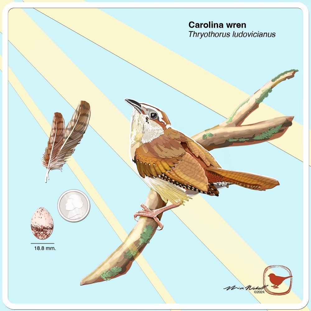 Birding &amp; paper cutting, digitally 🪶✂️

If you hear a loud chirping saying &ldquo;tea-kettle, tea-kettle, tea-kettle&rdquo; you may be listening to a Carolina wren!
.
.
.
&copy;2024 Mia Nickell