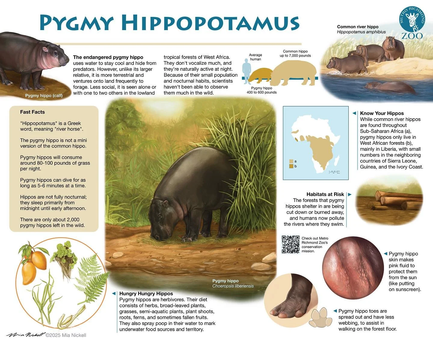 Visual communication can enhance the educational experience of zoo visit! 

This is an infographic I&rsquo;ve created for the @metrorichmondzoo to provide engaging signage teaching visitors more about pygmy hippos. Final format will be an approximate