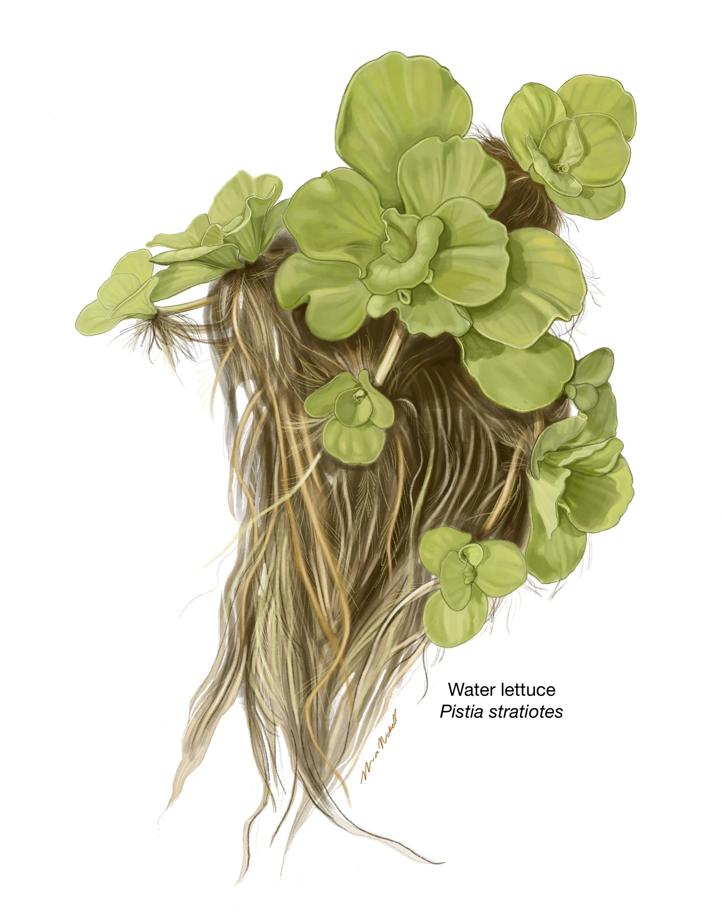 Spot Illustration for Metro Richmond Zoo | Procreate