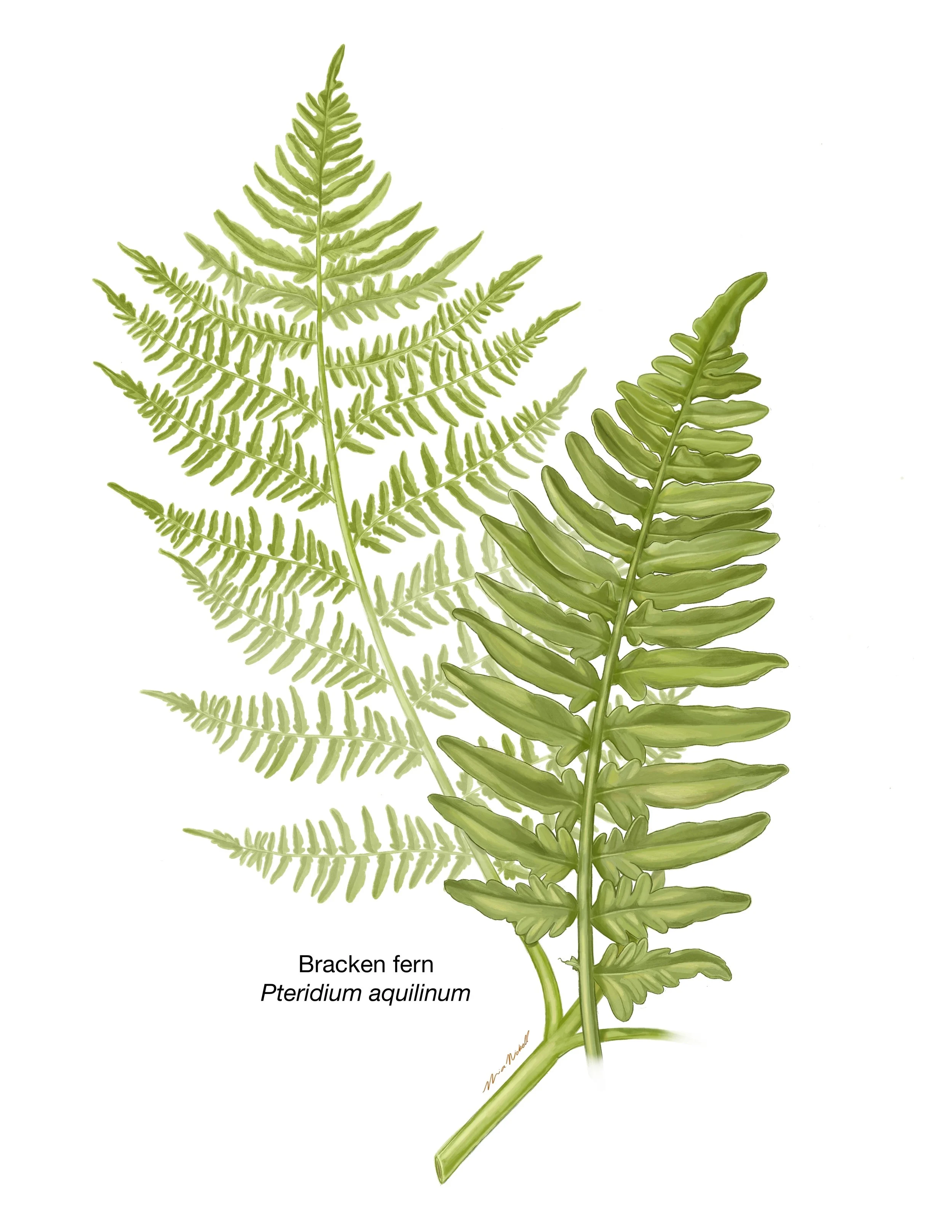 Spot Illustration for Metro Richmond Zoo | Procreate