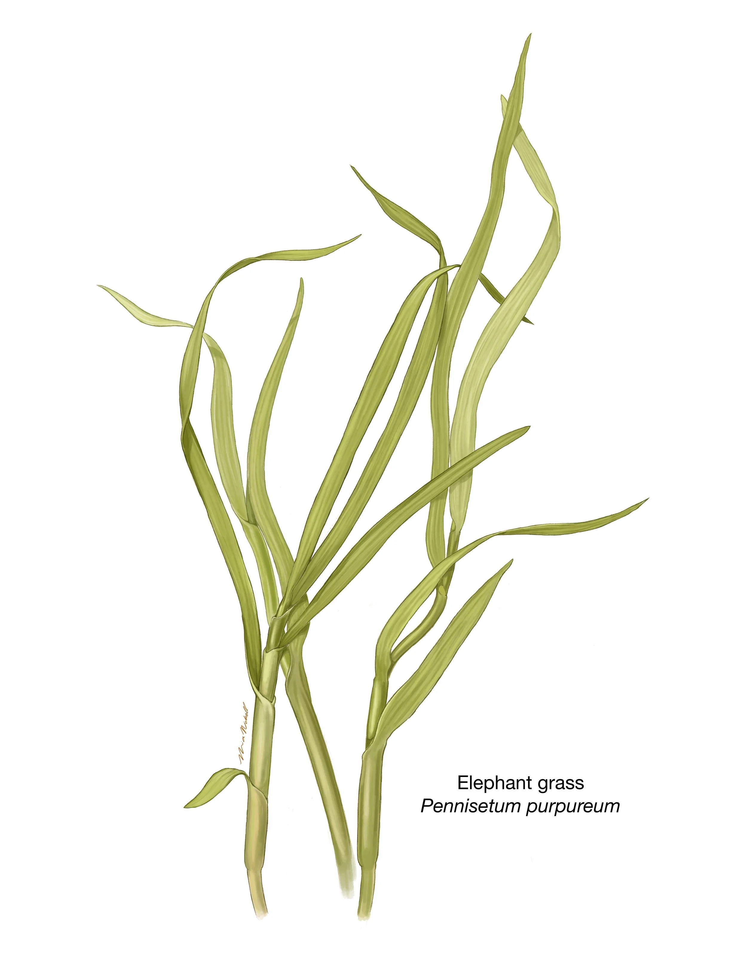 Spot Illustration for Metro Richmond Zoo | Procreate