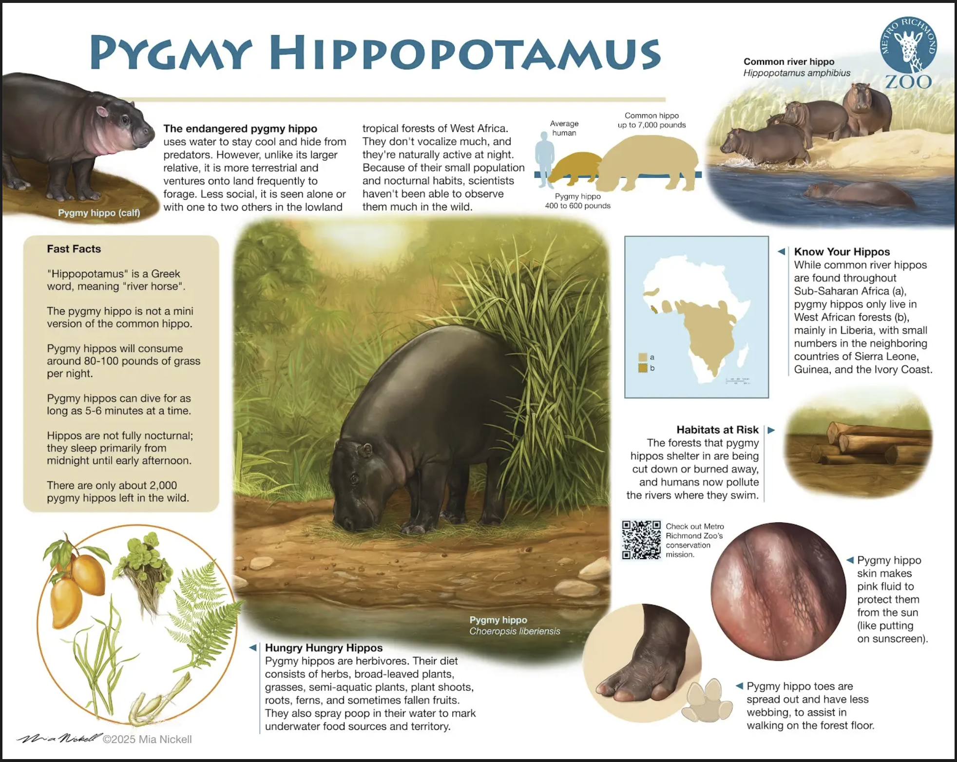 Pygmy Hippopotamus Infographic 9'x11' for Metro Richmond Zoo | Procreate and Adobe Illustrator 