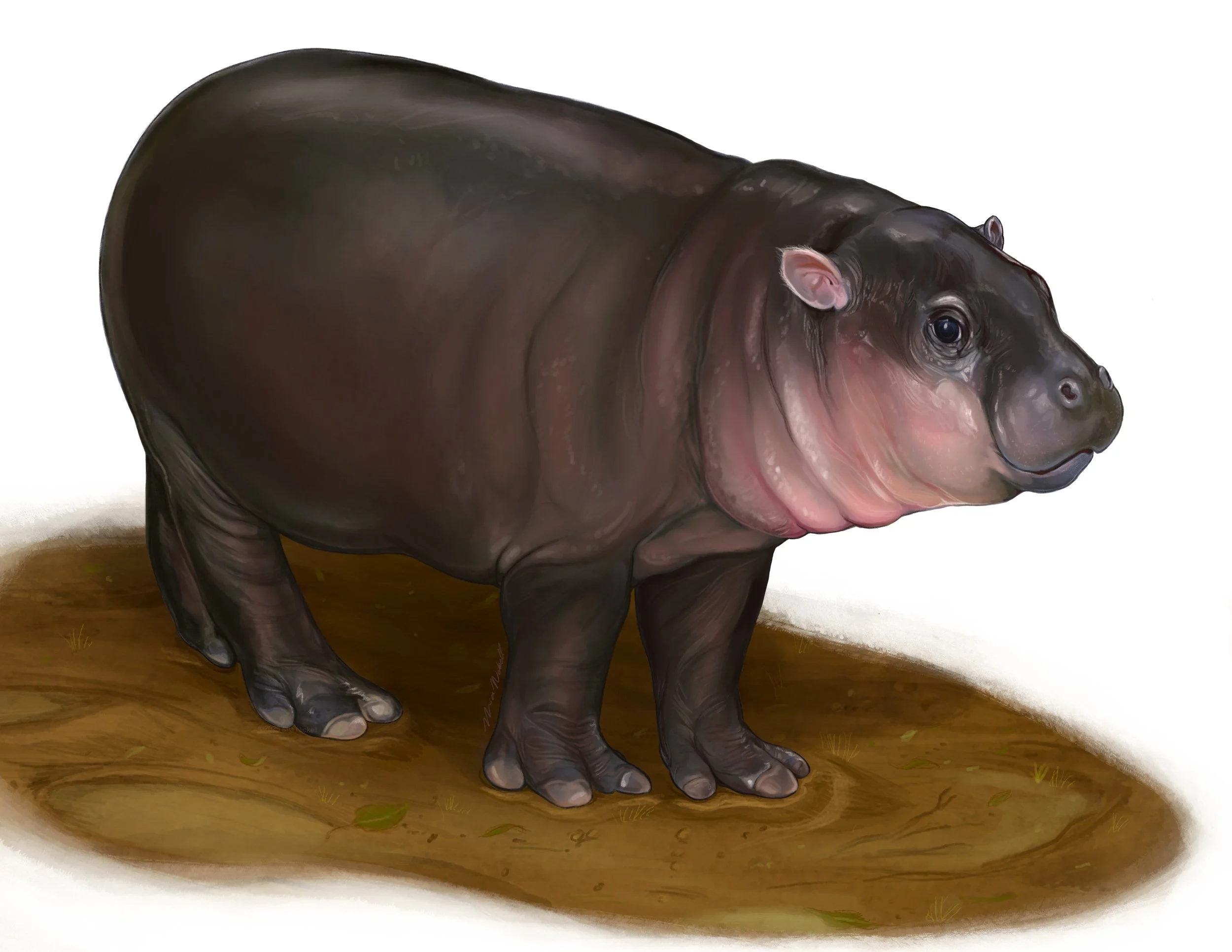 Spot Illustration for Metro Richmond Zoo | Procreate