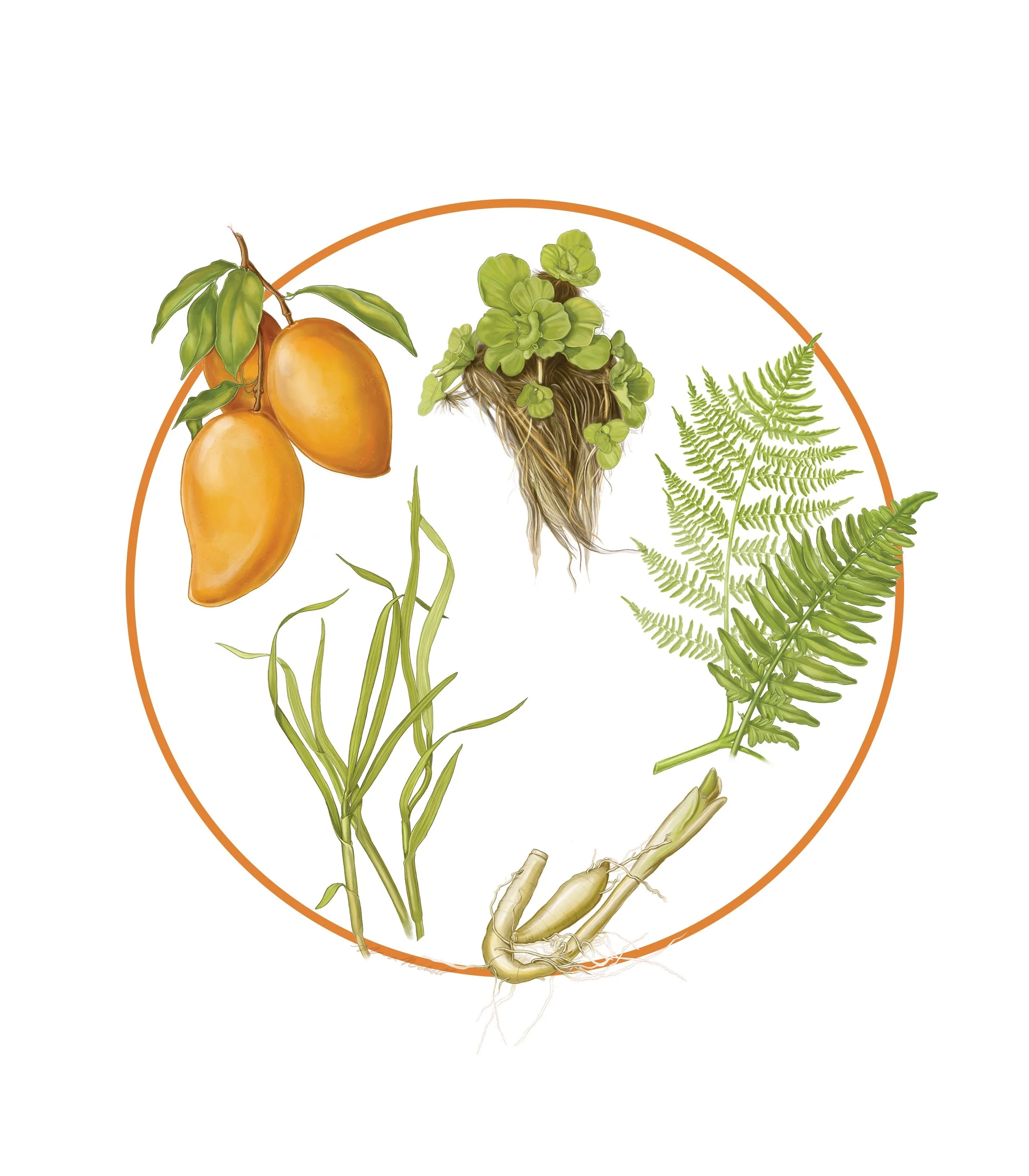 Spot Illustration for Metro Richmond Zoo | Procreate