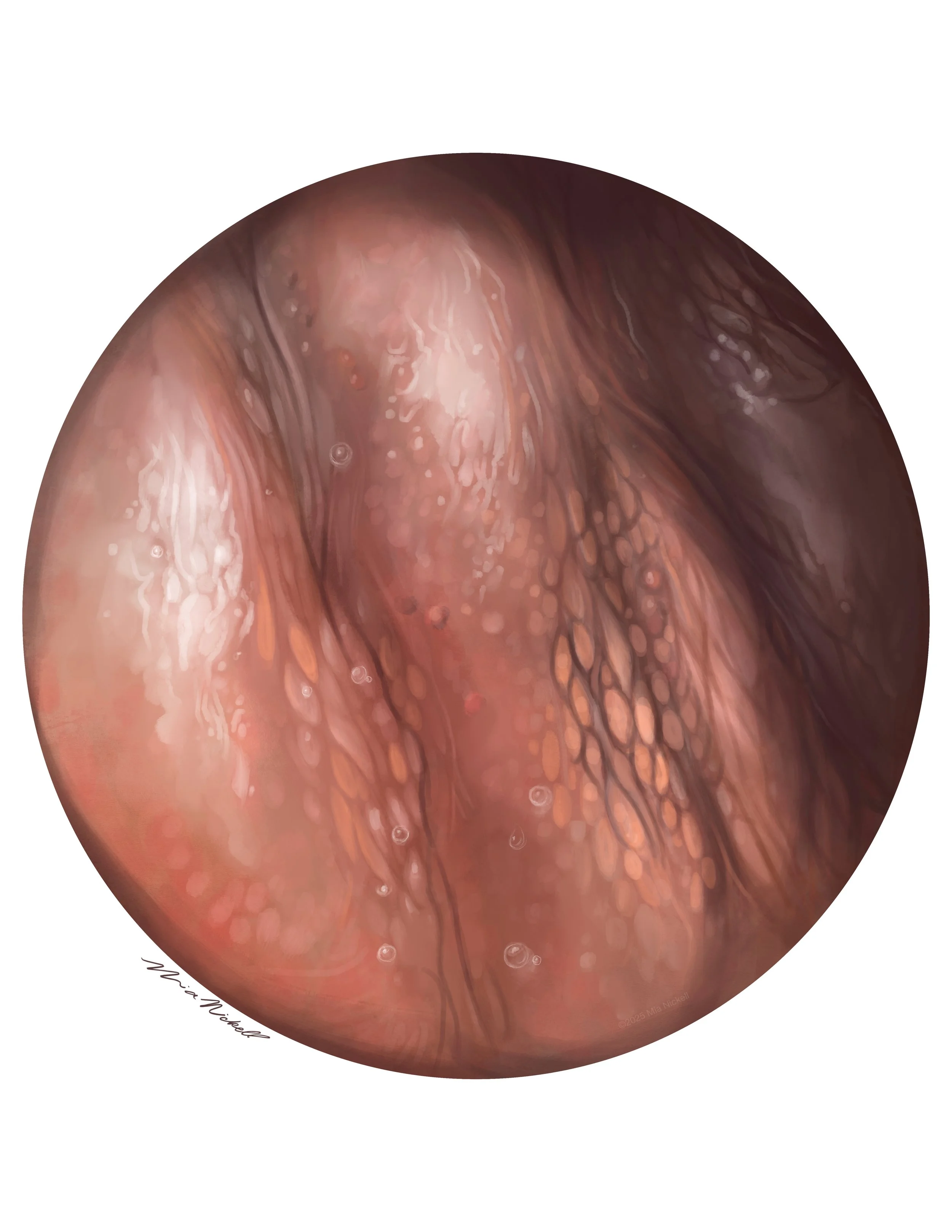 Spot Illustration for Metro Richmond Zoo | Procreate