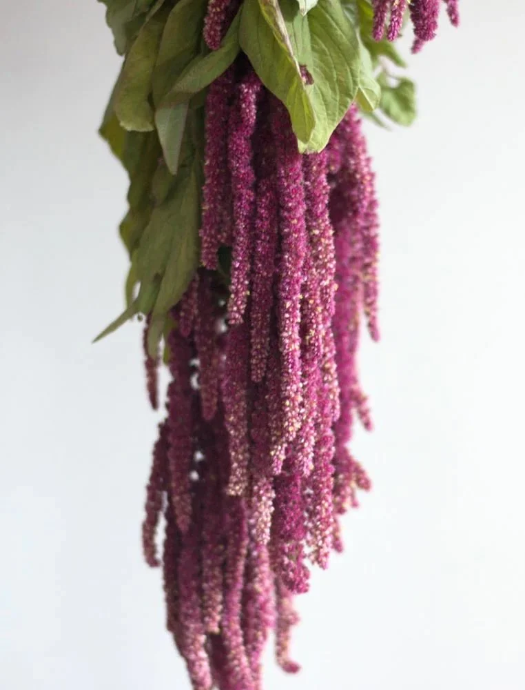 Amaranthus_DarkPink.jpg