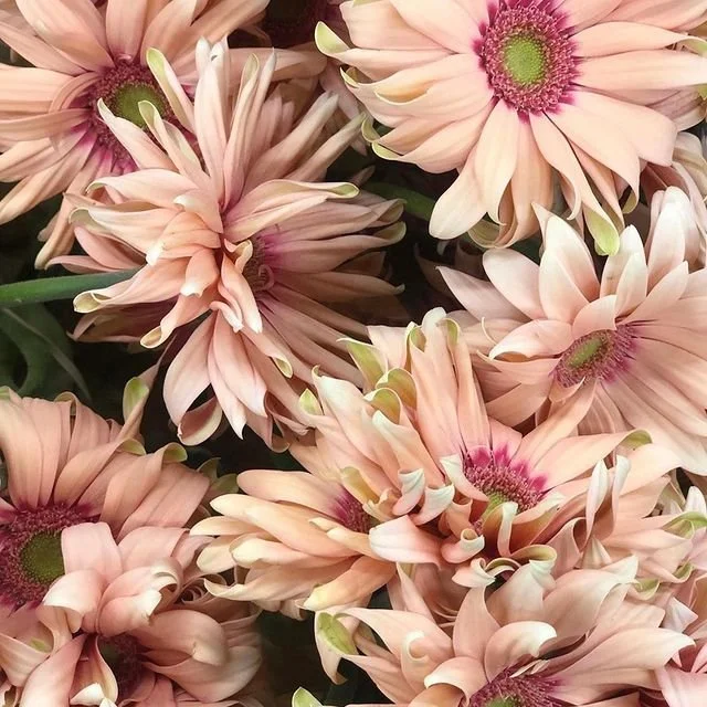 GerberaDaisies_120995171_119434416407011_2538329921862764677_n.jpg