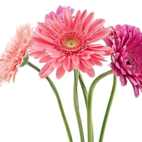 GerberaDaisies_ShadesPink.jpg