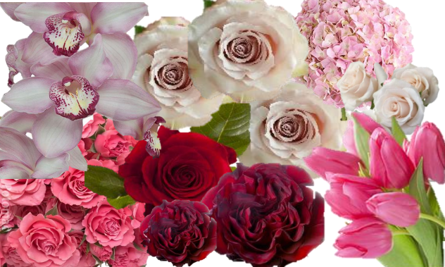 Pink.png