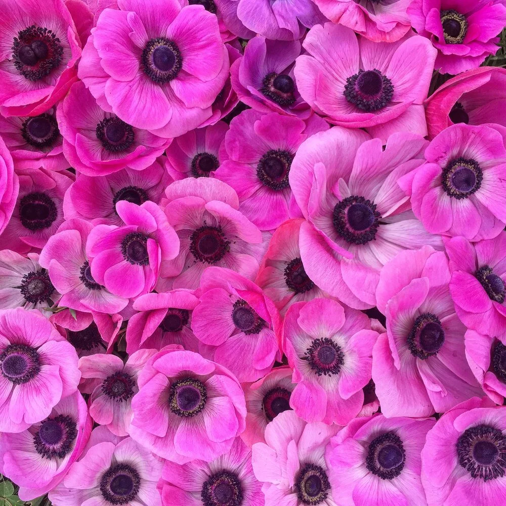 anemone+brightpink.jfif