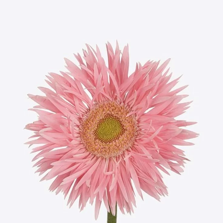 GerberaDaisies_SpiderPink.jpg
