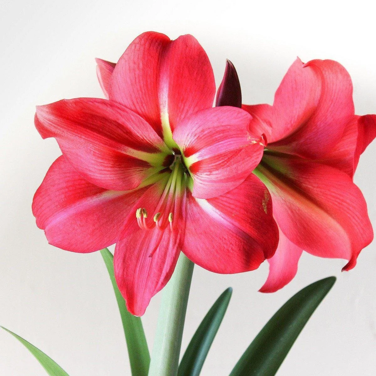 amaryllis_pink_flush_1200.jpg