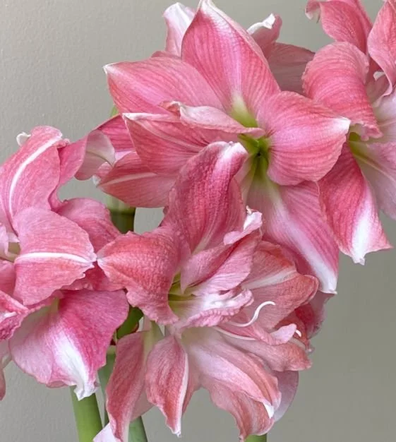 amaryllis_rozetta_a-w.jpg