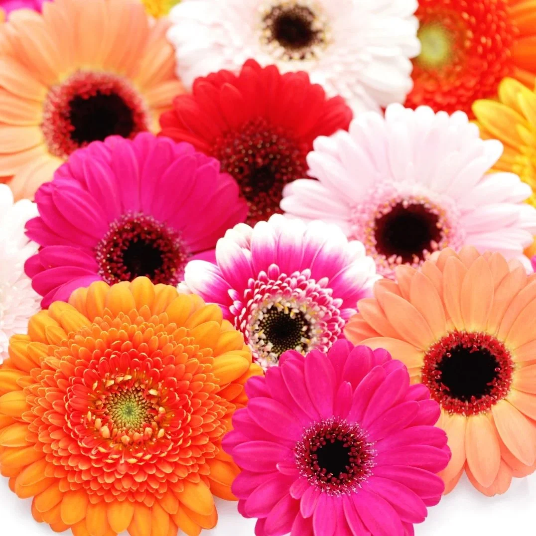 GerberaDaisies_Mix.jpg