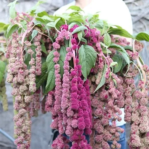 Amaranthus_Pinks.jpg