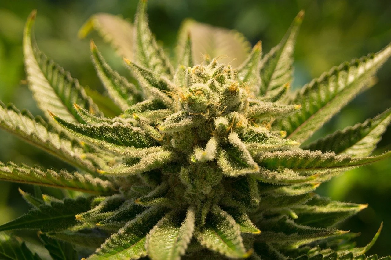 Historic Marijuana Vote In Congress This Week&nbsp;