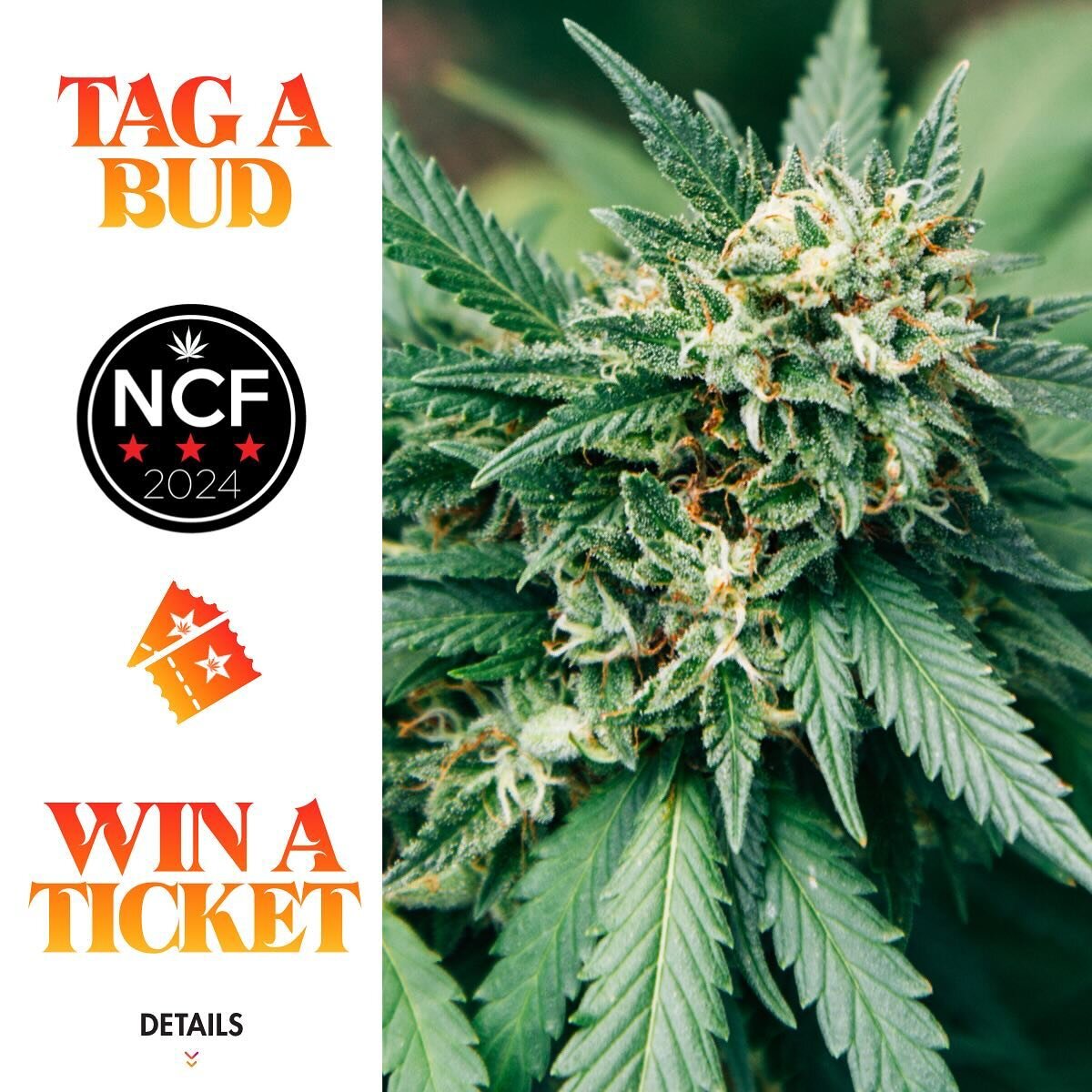 Tag your buds! Win a Weekend Pass! 🎟️ Double tap this post, Share it to your Story and Tag your friends below &ndash; we&rsquo;ll pick 1 lucky winner to receive a Weekend Pass to NCF 2024. The more buds you tag, the higher your chances.  Winner anno