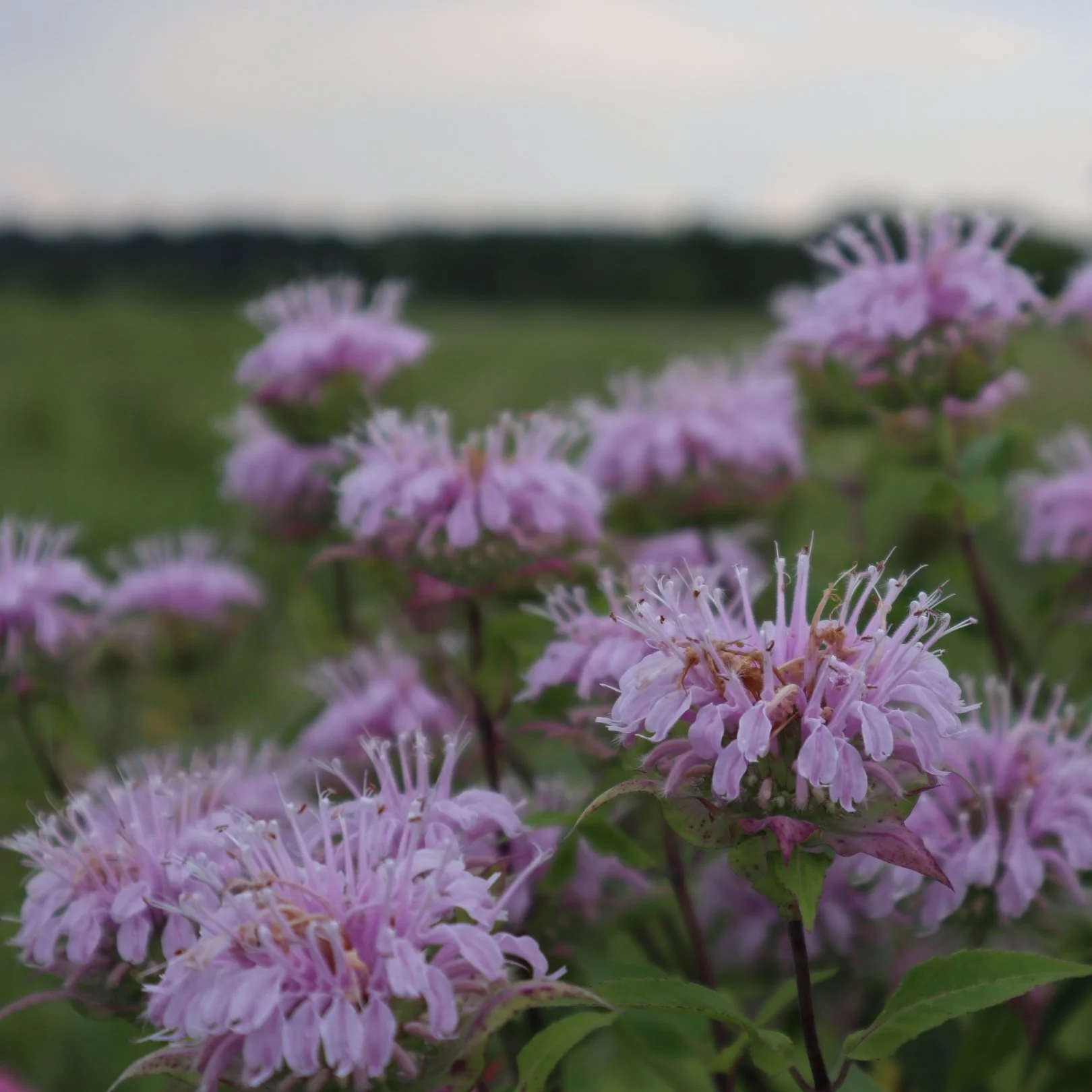Volunteer Day at Prairie Creek WMA: Engeseth-Ride Unit