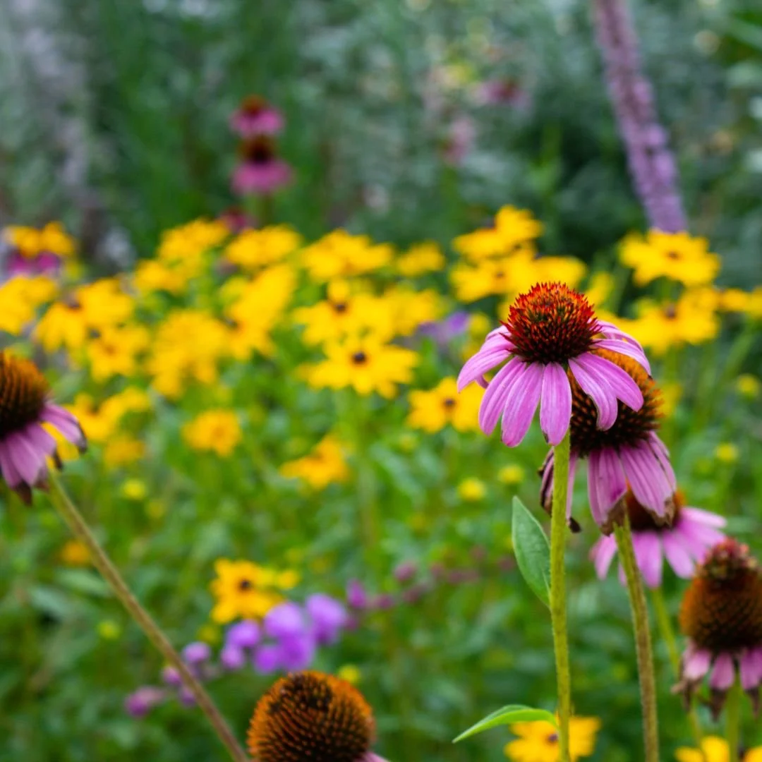 Rain Garden Workshop