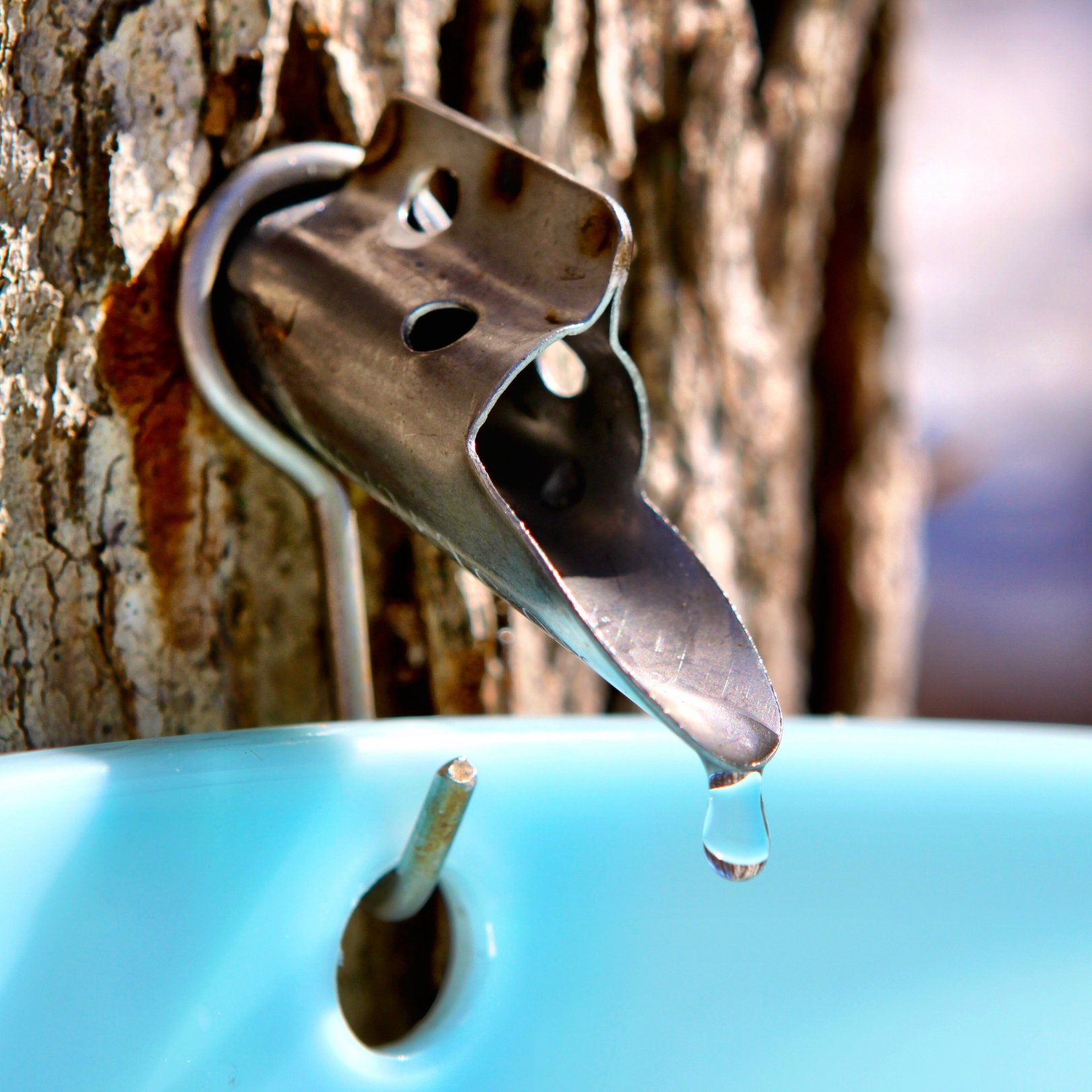 QUEERY Meetup: Maple Syruping