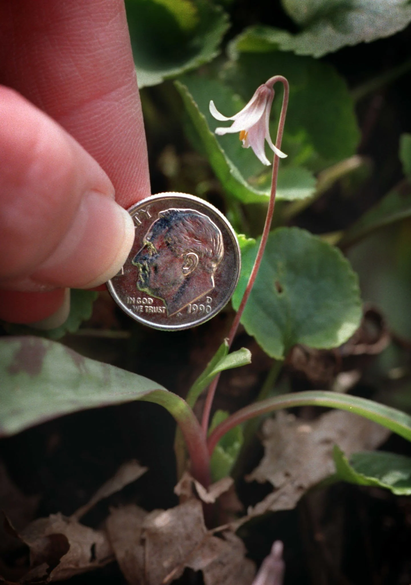 Dwarf Trout Lily - Star Tribune.jpg