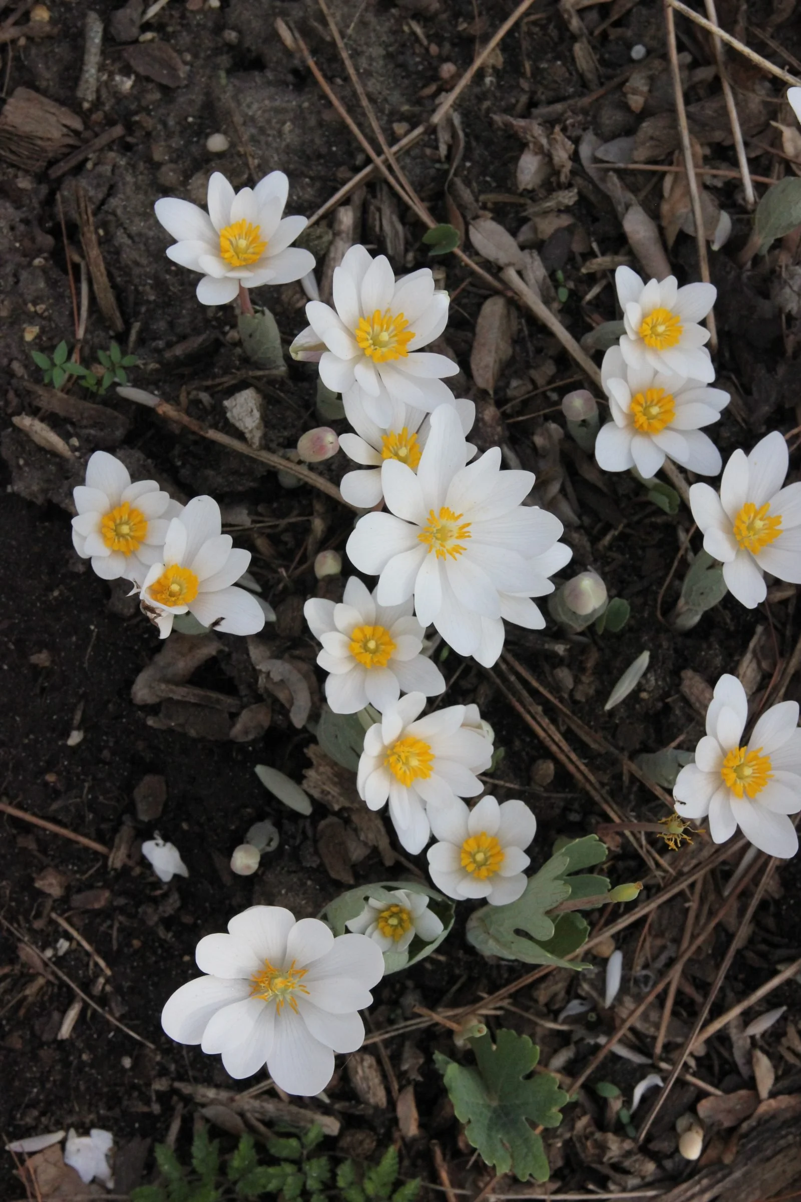 Bloodroot