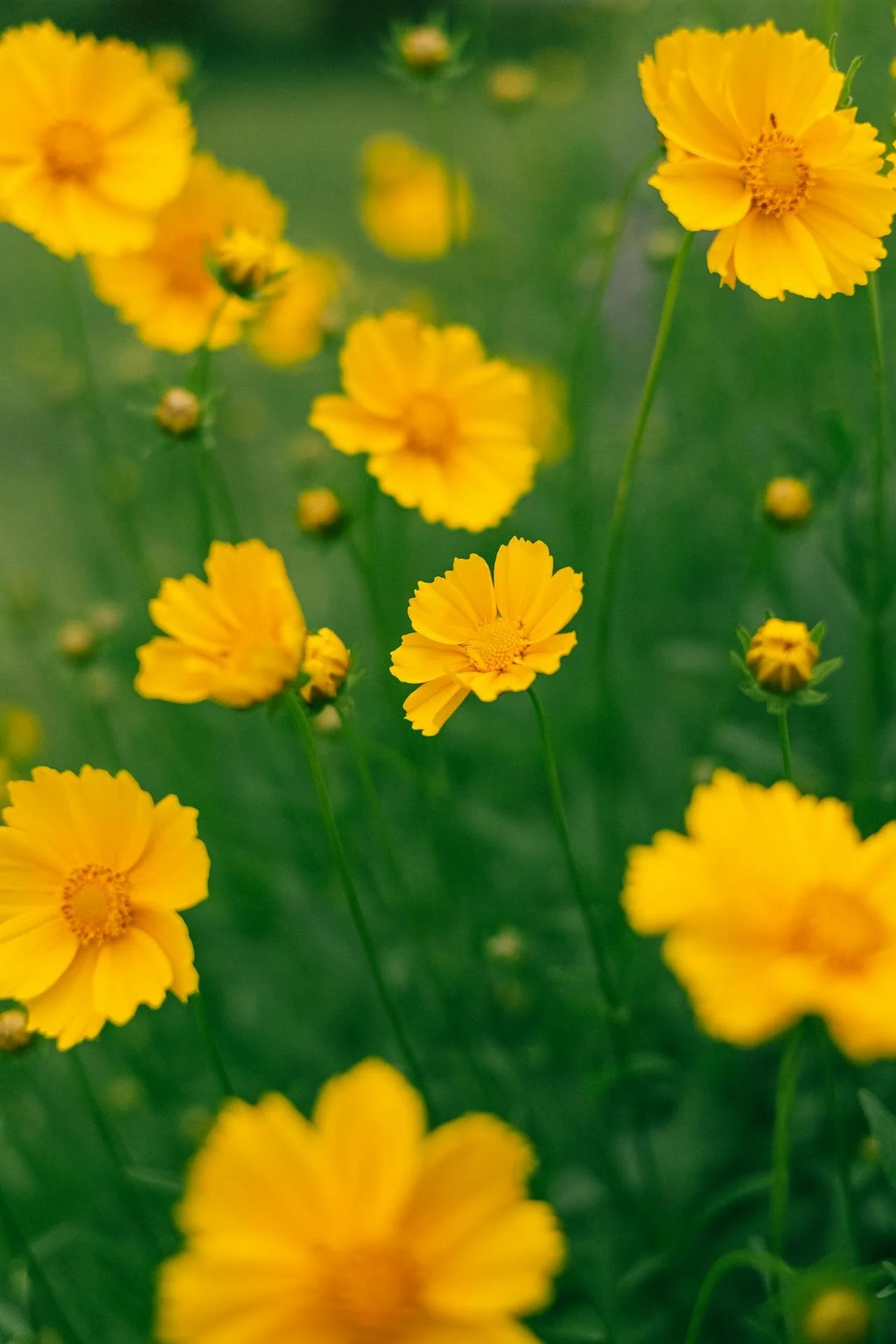 Lance-leaf coreopsis