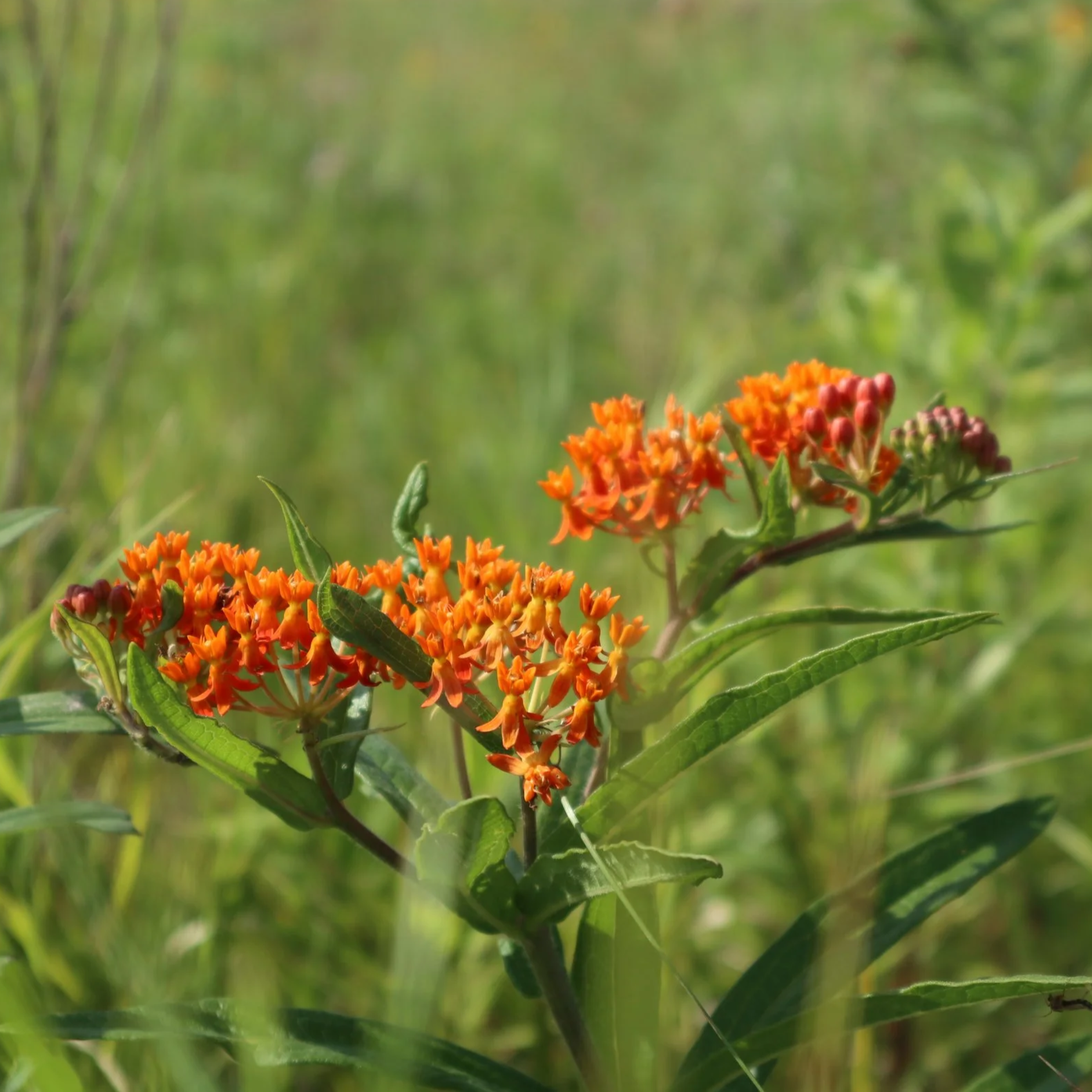 Butterfly Weed